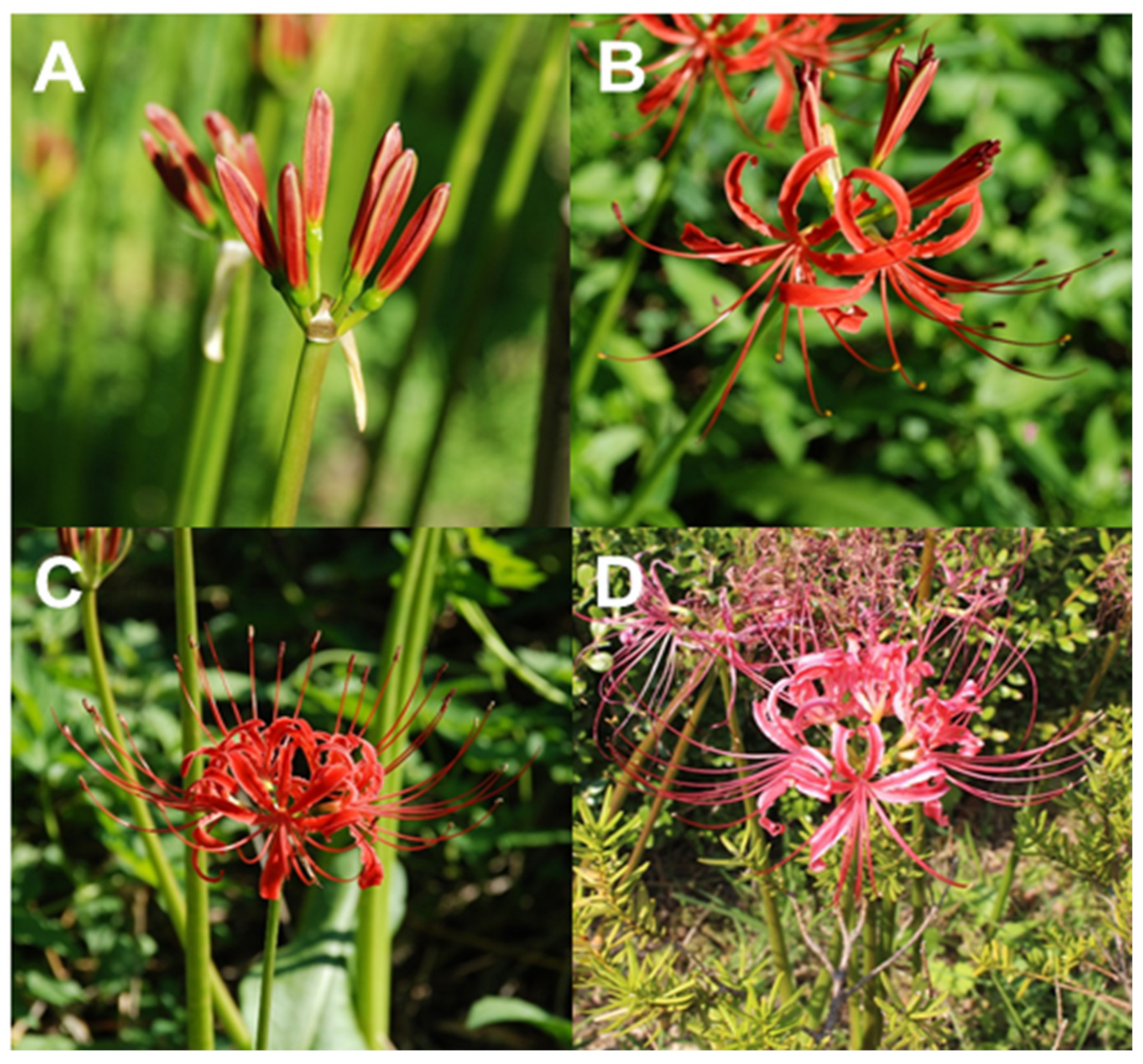 Biomolecules 11 00248 g001