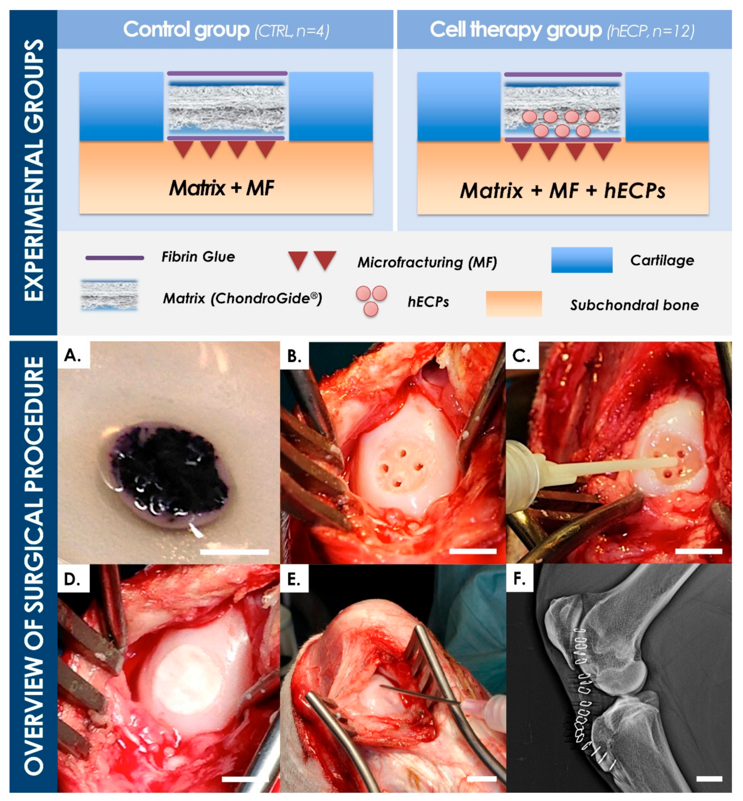 Biomolecules 11 00250 g005 Biomolecules 11 00250 g005