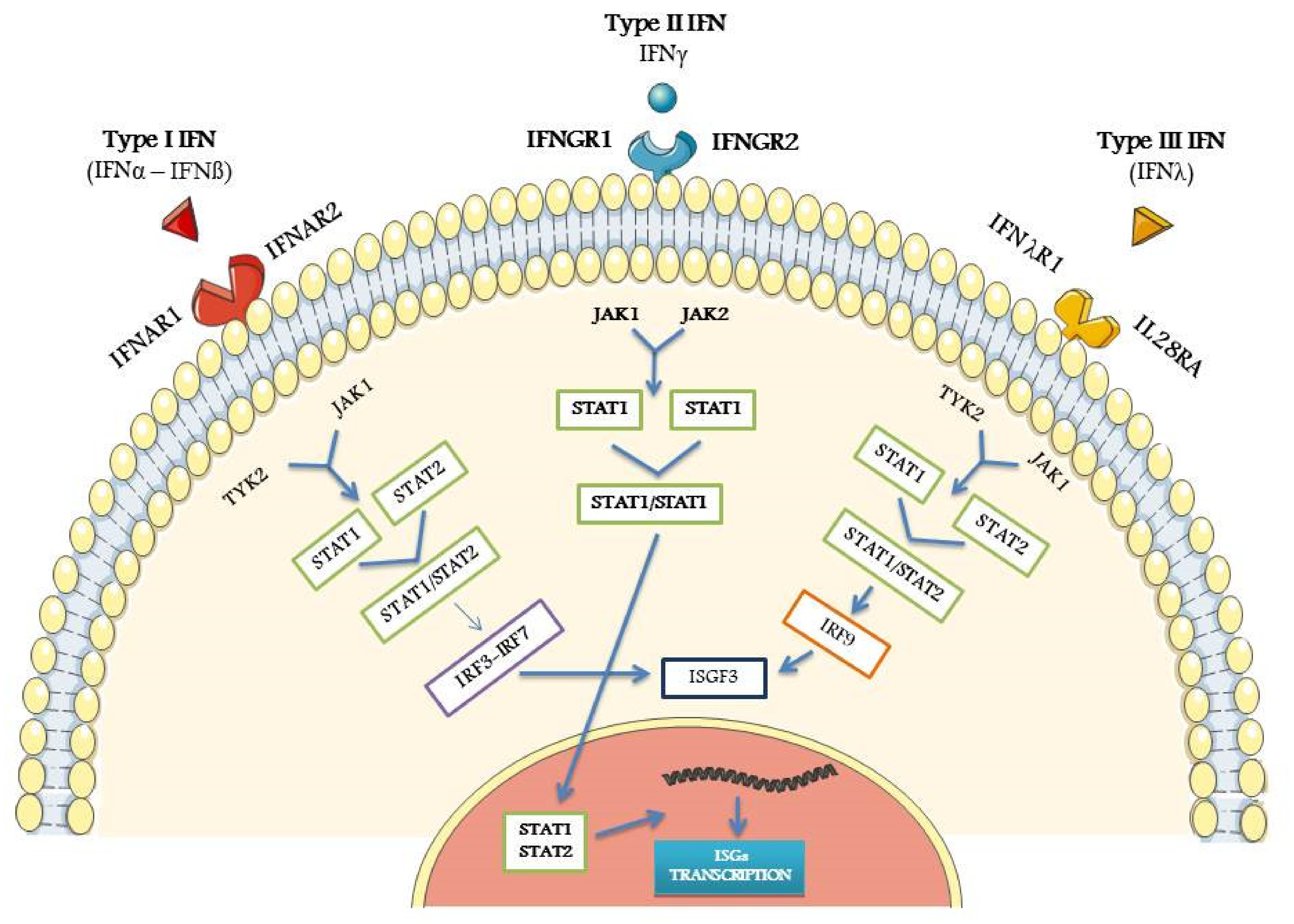 Biomolecules 11 00251 g001 Biomolecules 11 00251 g001