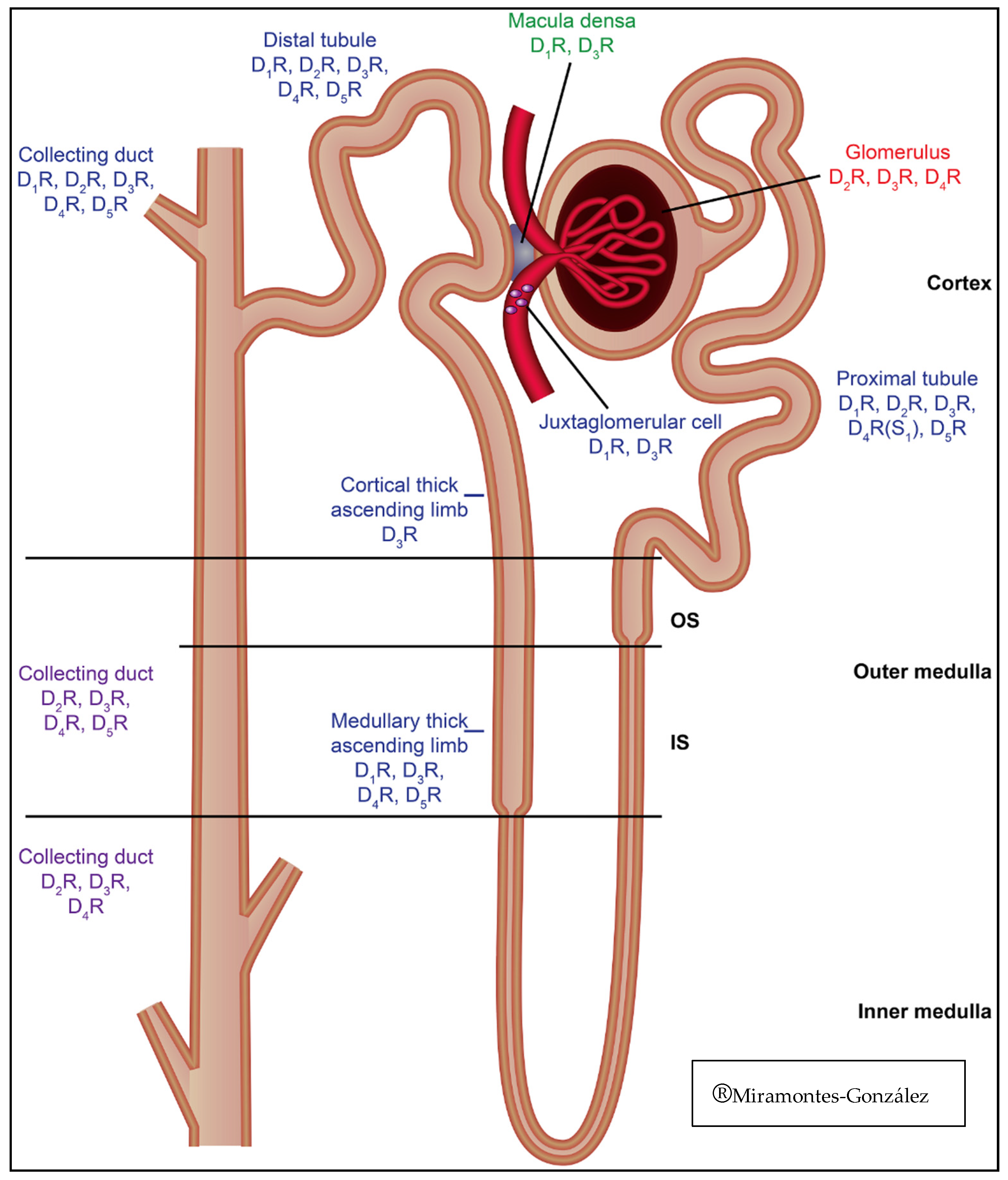 Dopamine Receptors and the Kidney: An Overview of Health- and 