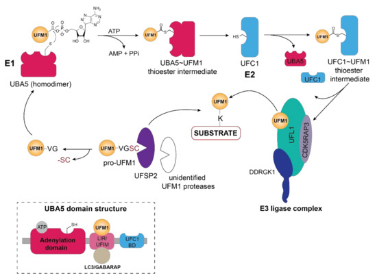 Biomolecules 11 00255 g001 550