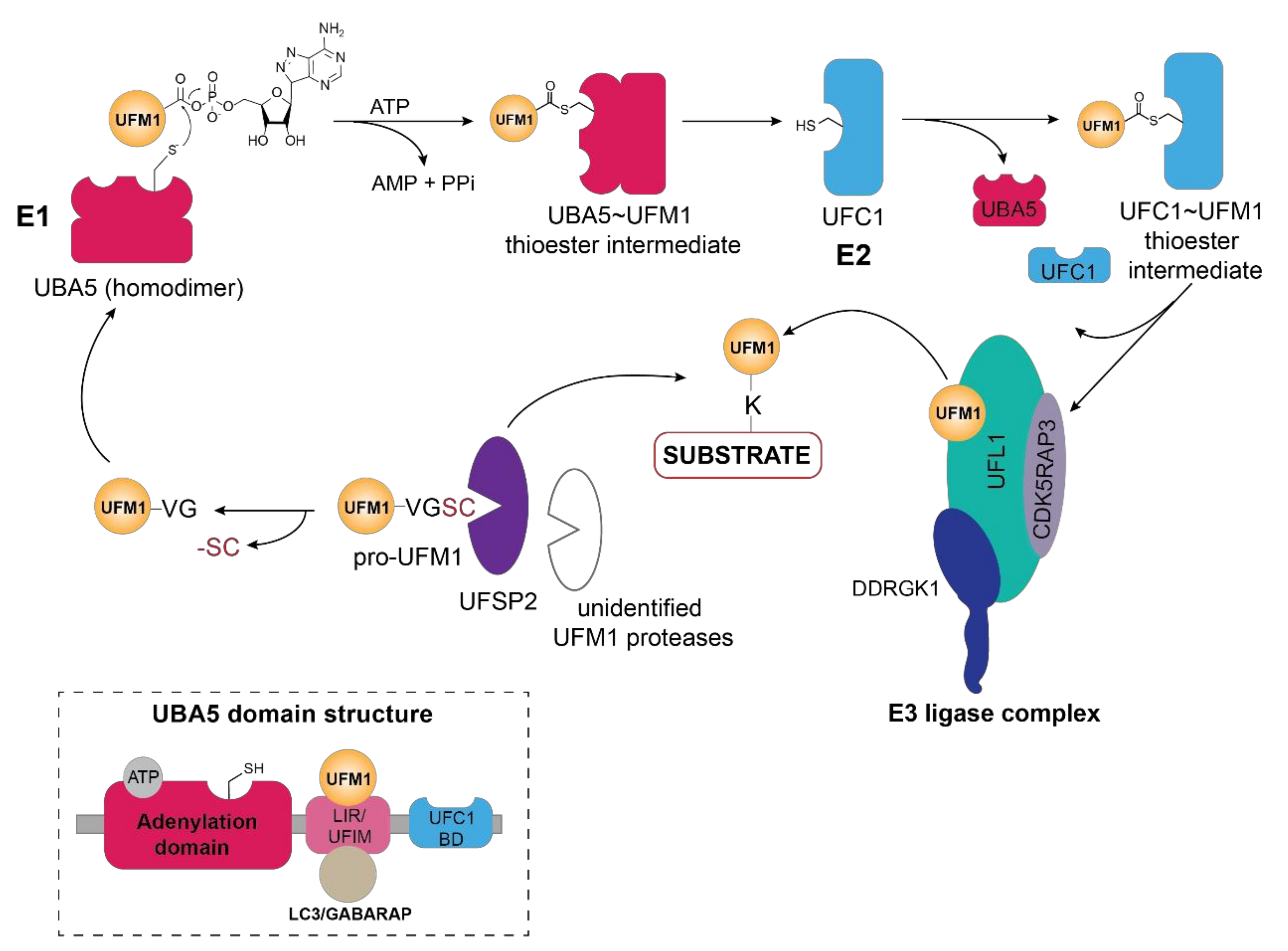 Biomolecules 11 00255 g001 Biomolecules 11 00255 g001