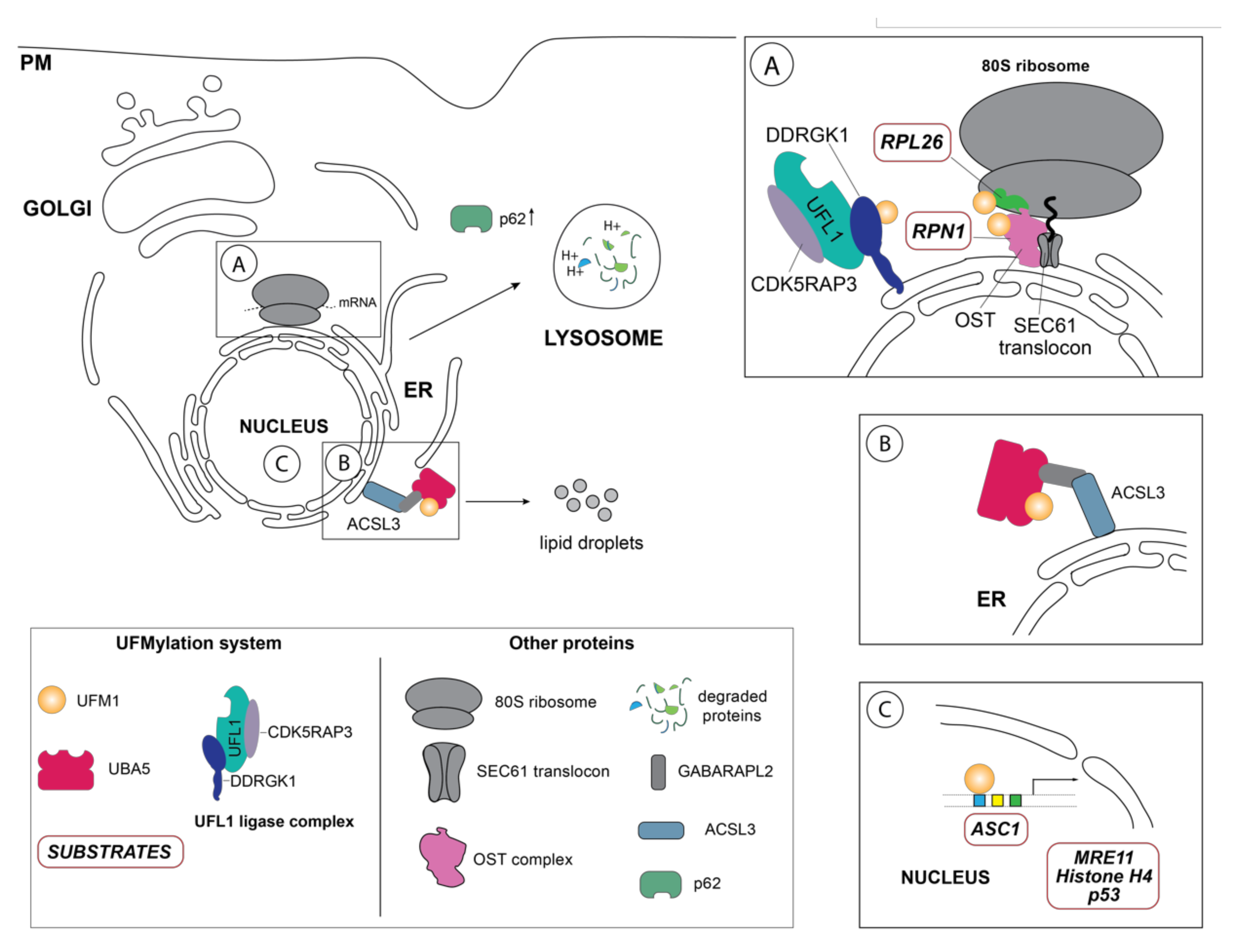 Biomolecules 11 00255 g002 Biomolecules 11 00255 g002