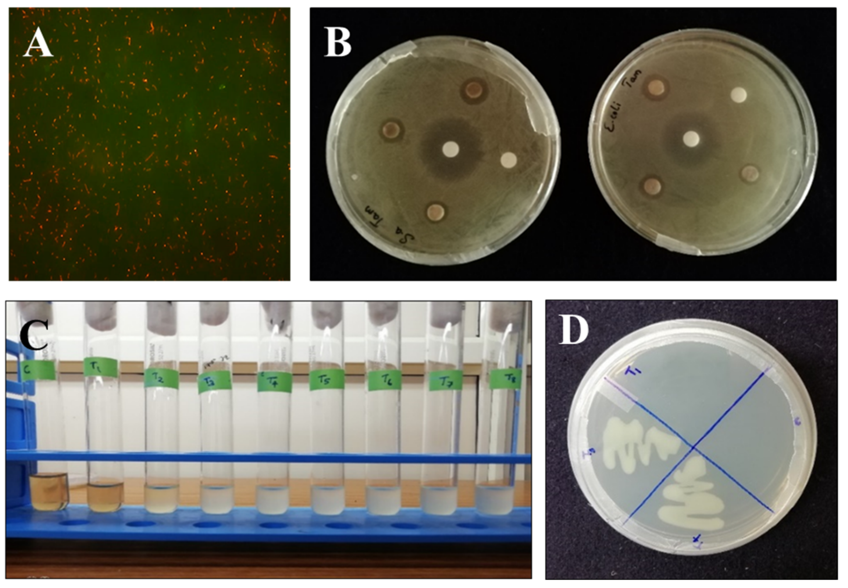 Biomolecules 11 00259 g005