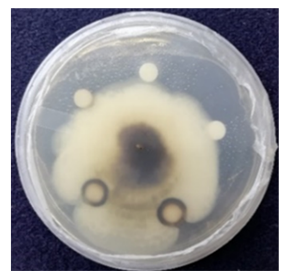 Biomolecules 11 00259 g007