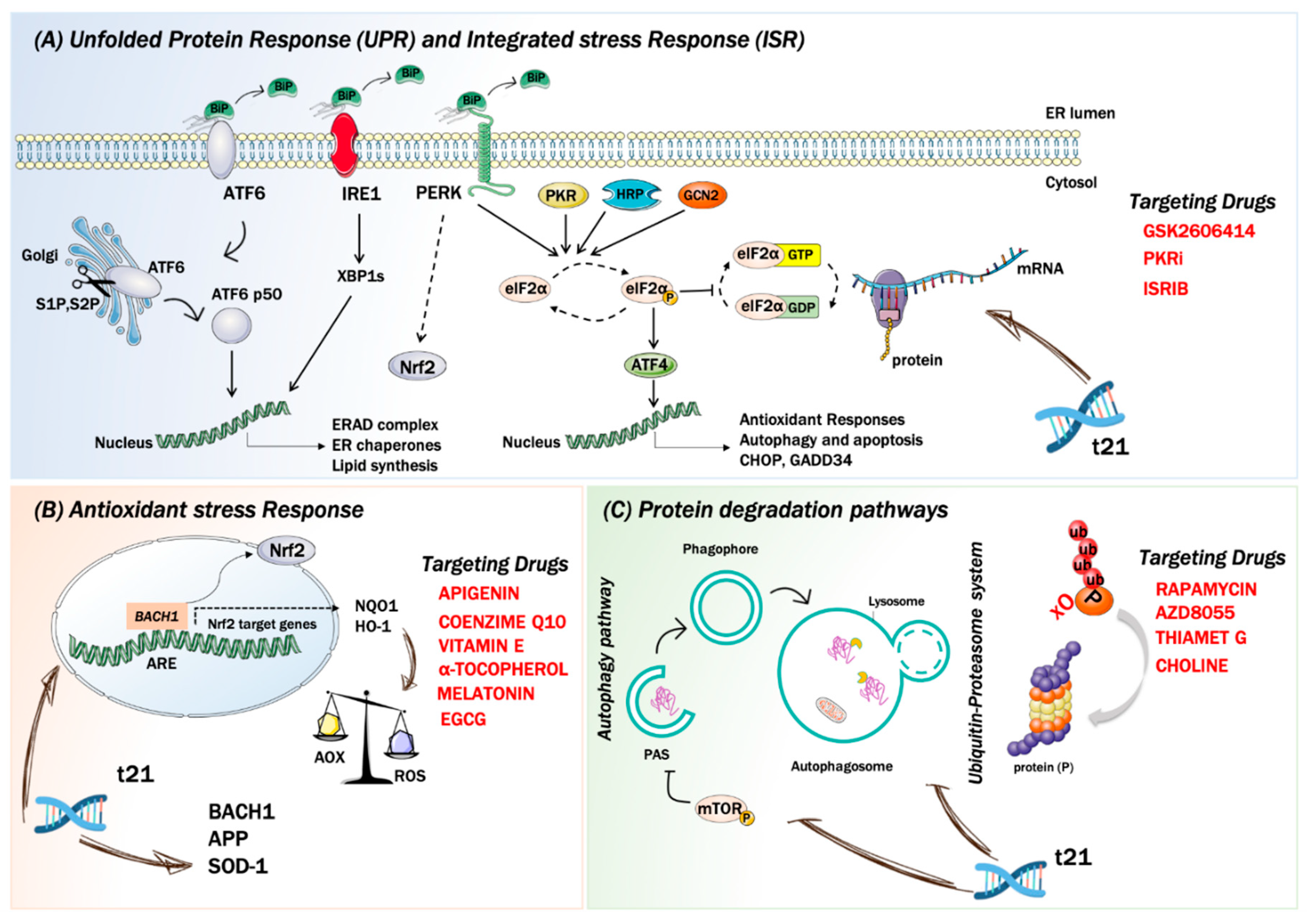Biomolecules 11 00266 g001 Biomolecules 11 00266 g001