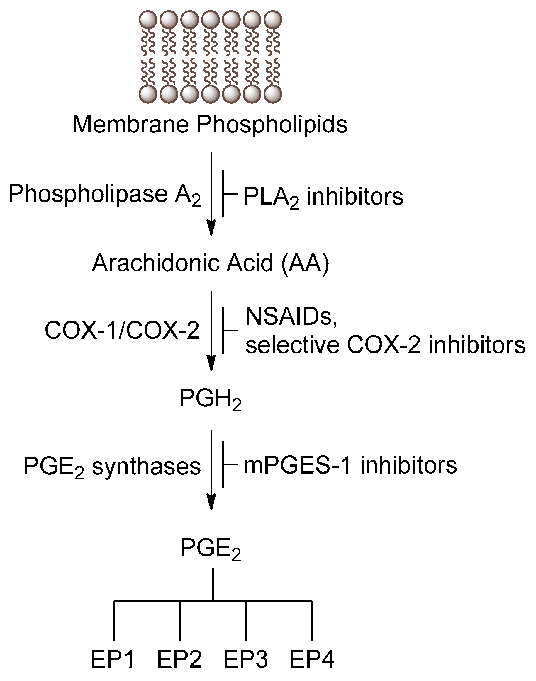 Biomolecules 11 00275 g001