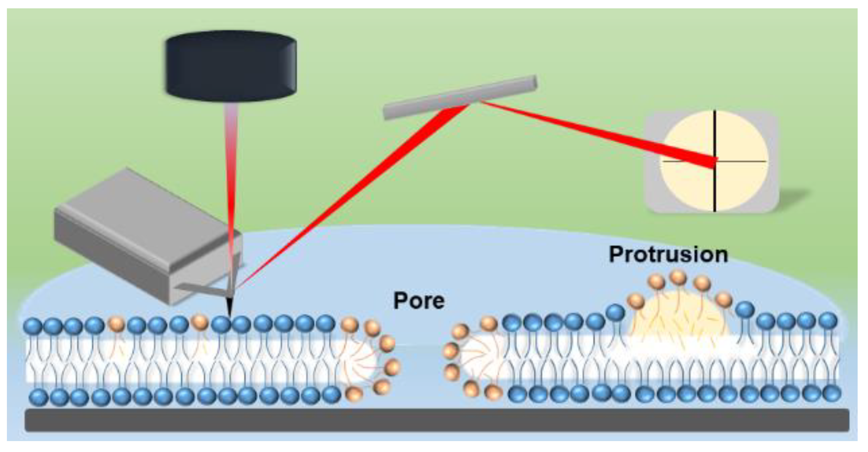 Biomolecules 11 00276 g008 Biomolecules 11 00276 g008