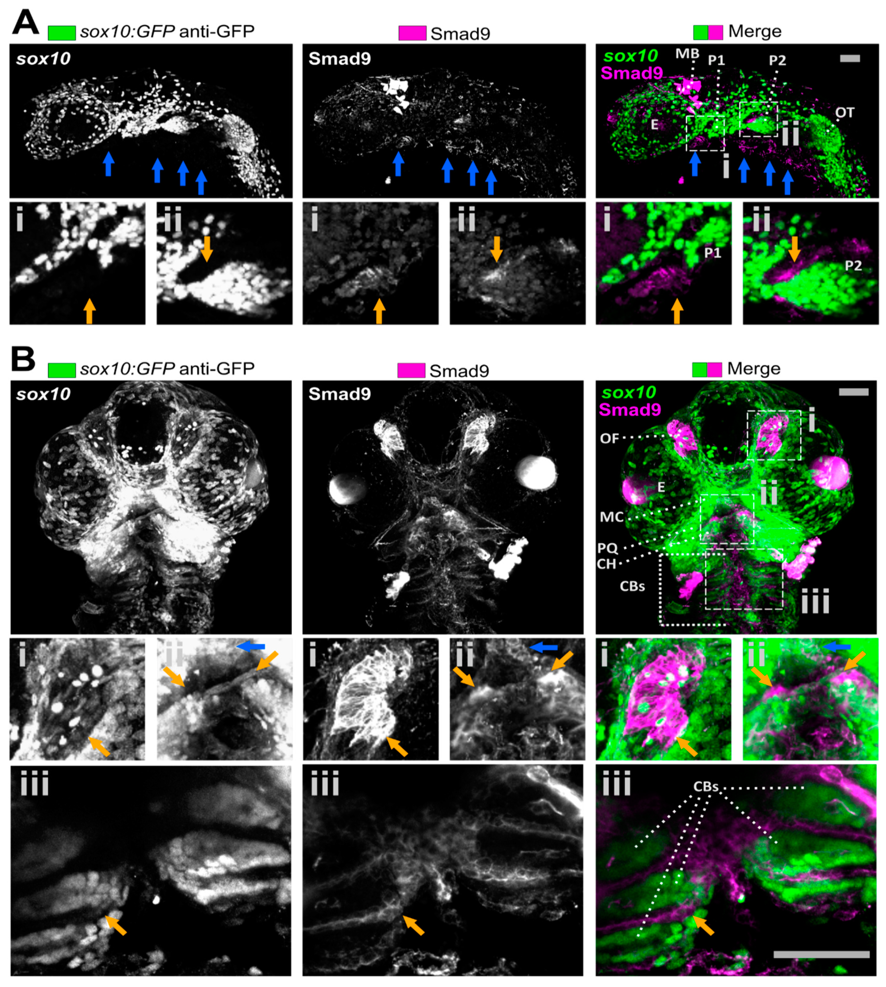 Biomolecules 11 00277 g001