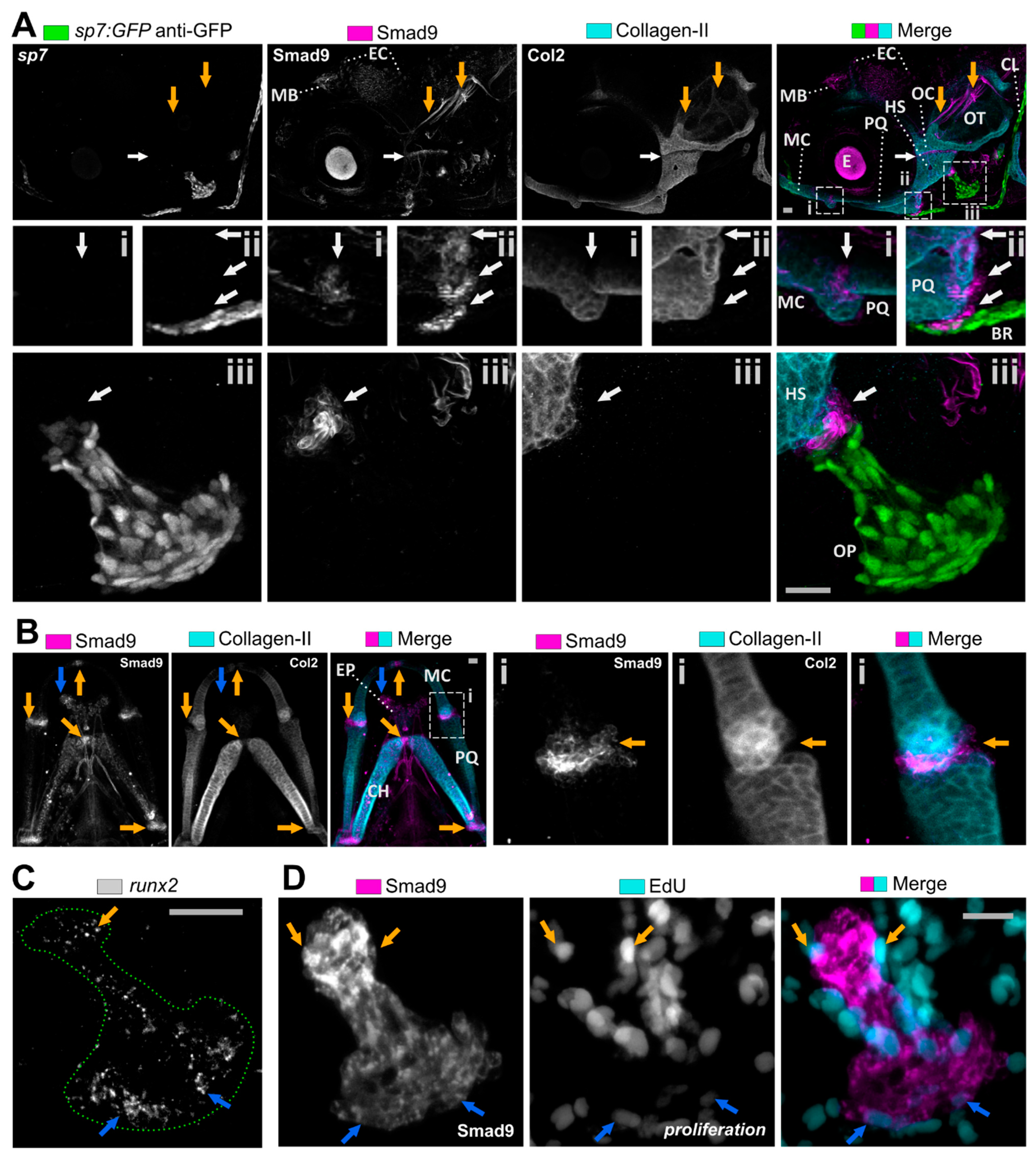 Biomolecules 11 00277 g002