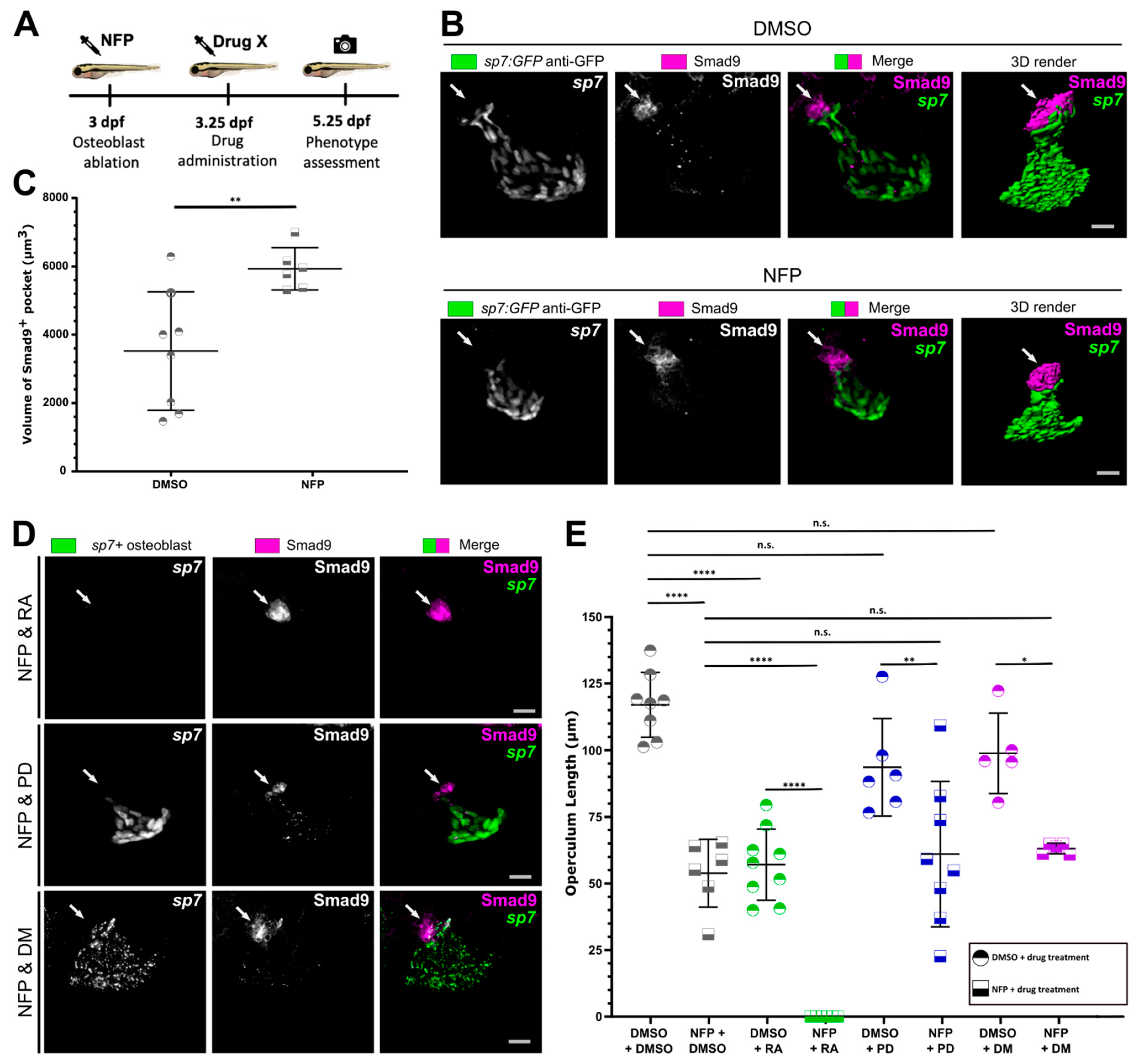 Biomolecules 11 00277 g004