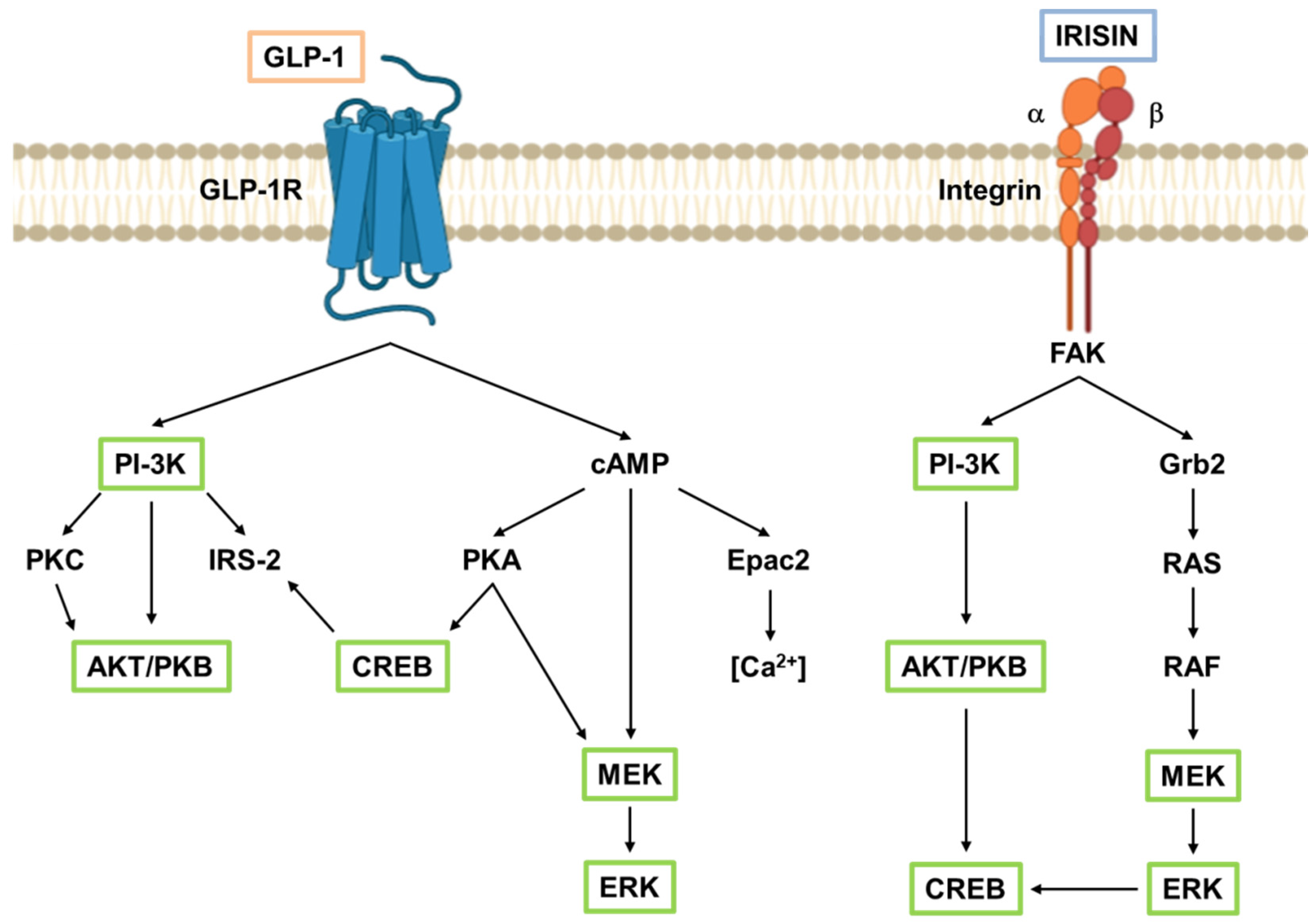 Biomolecules 11 00286 g002