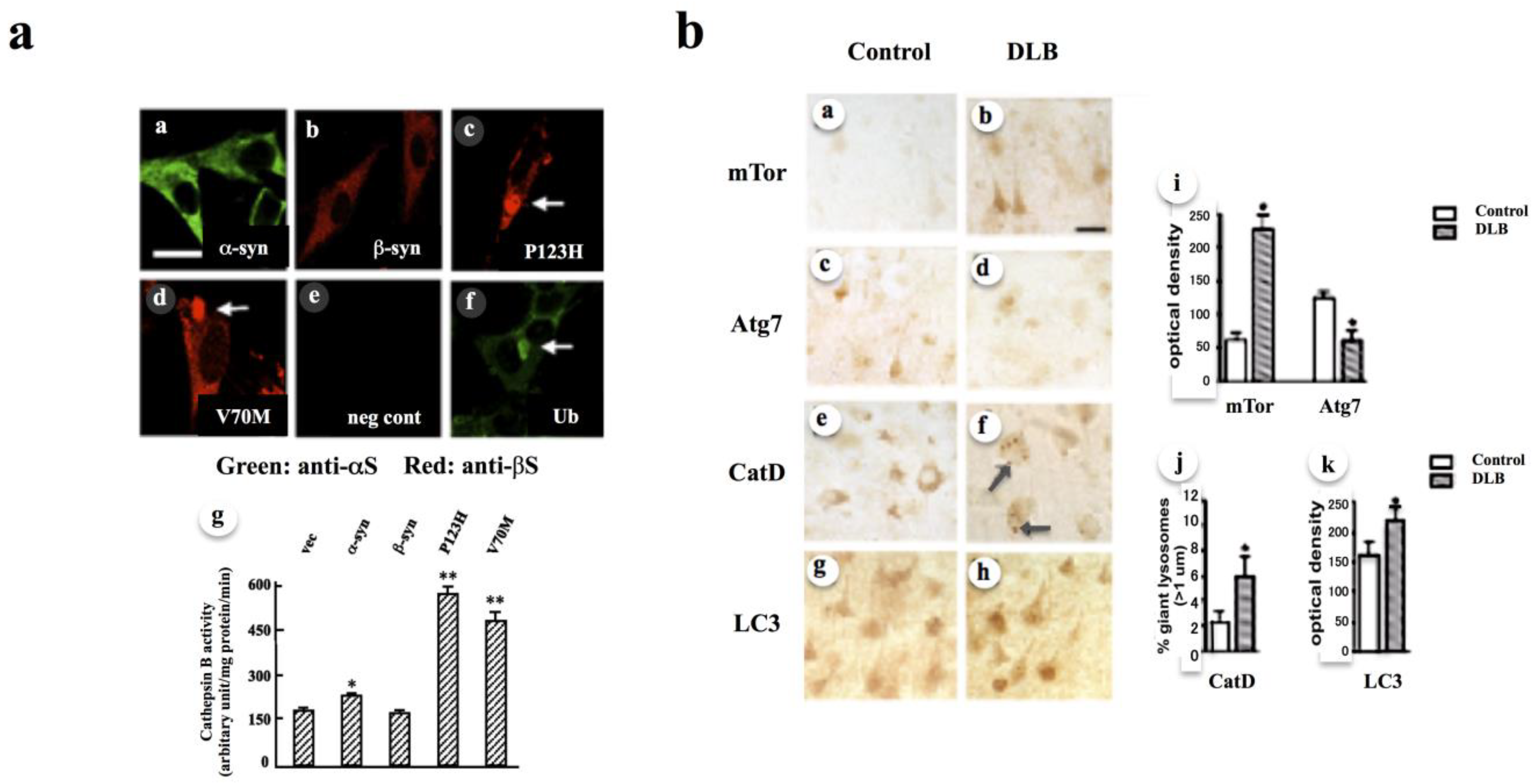 Biomolecules 11 00289 g002 Biomolecules 11 00289 g002