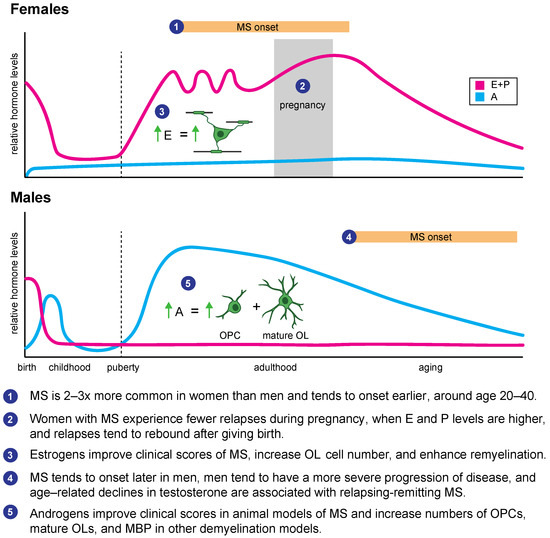 Hormonal Regulation of Oligodendrogenesis II: Implications for