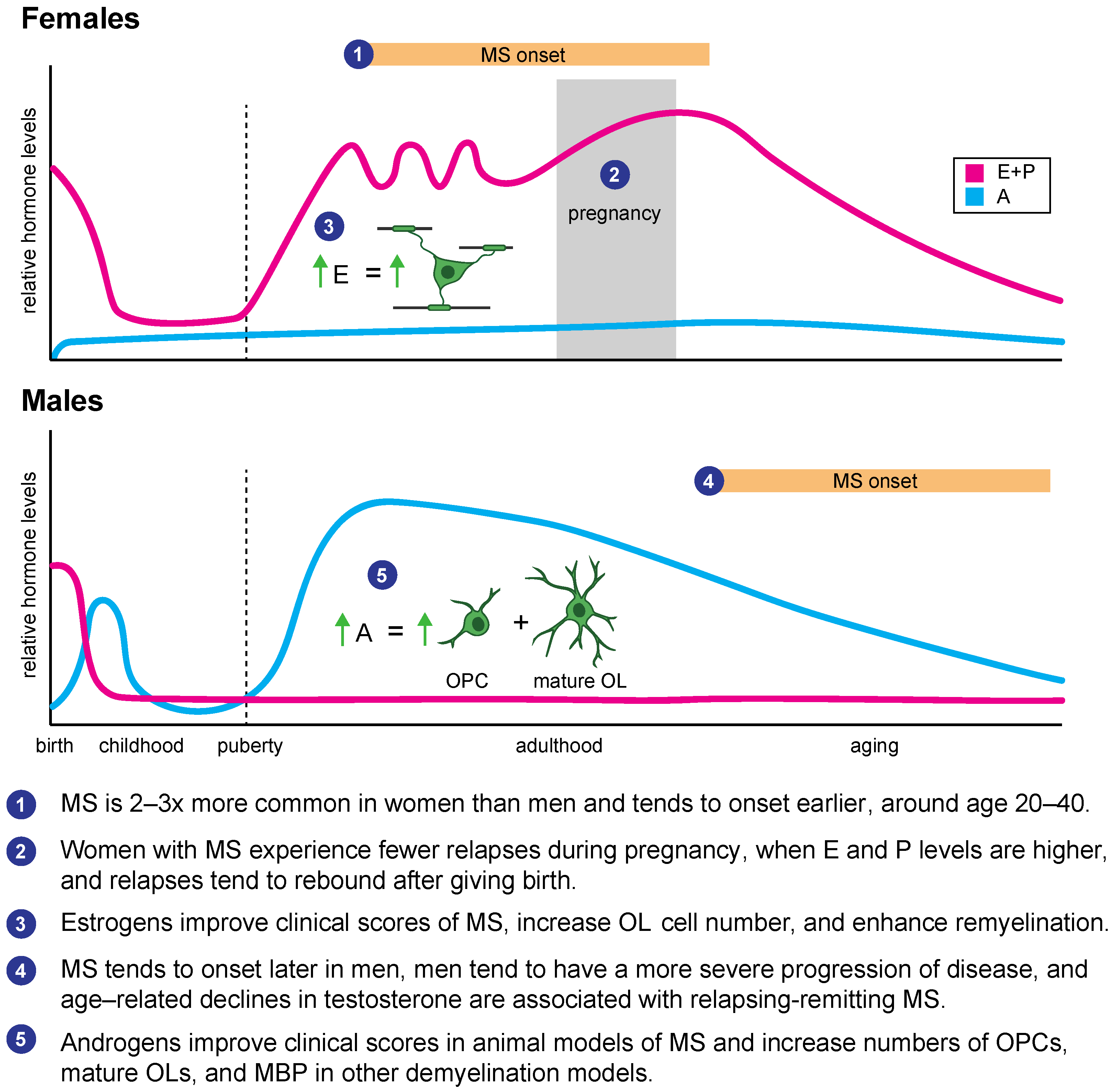 Hormonal Regulation of Oligodendrogenesis II: Implications