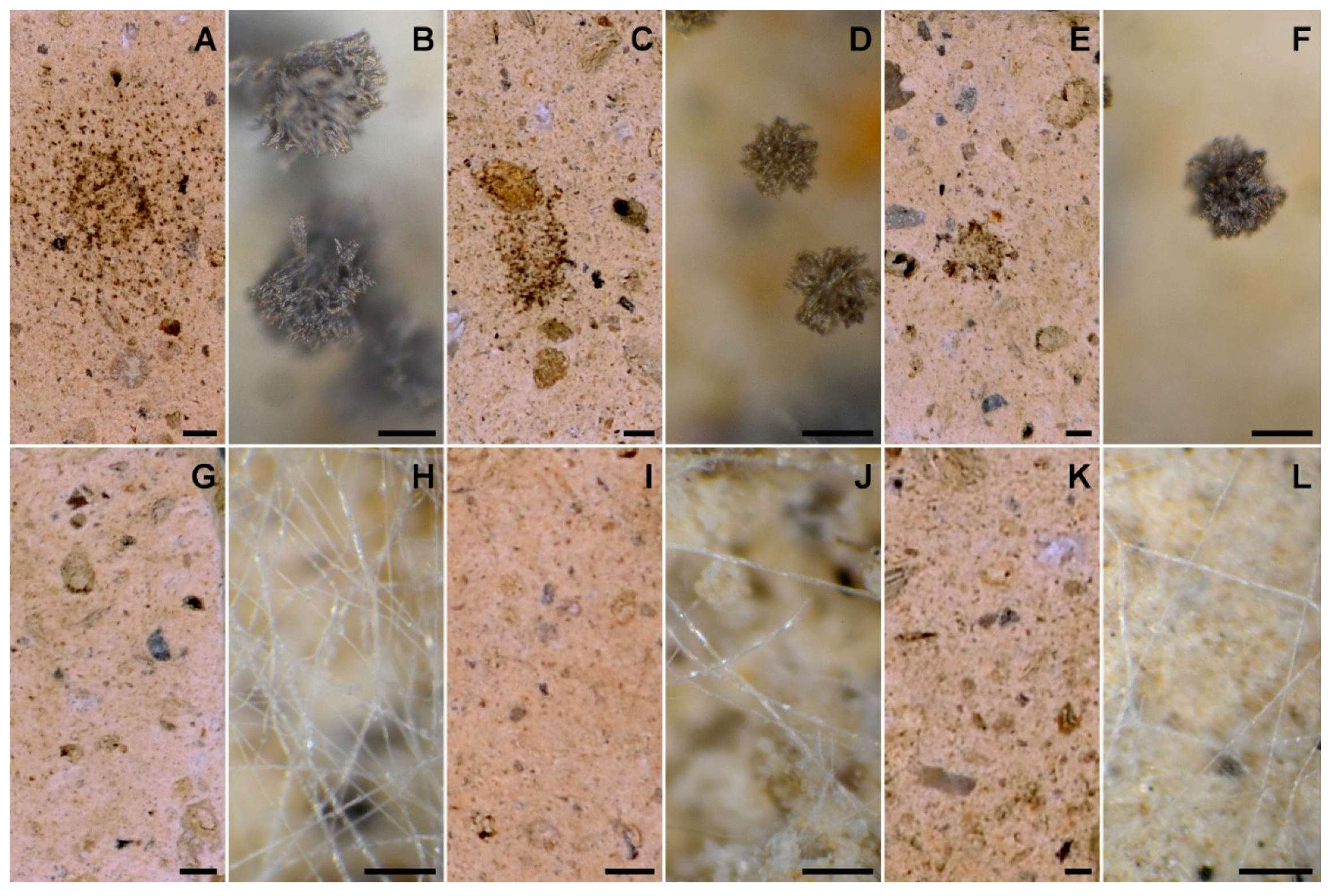 Biomolecules 11 00295 g003