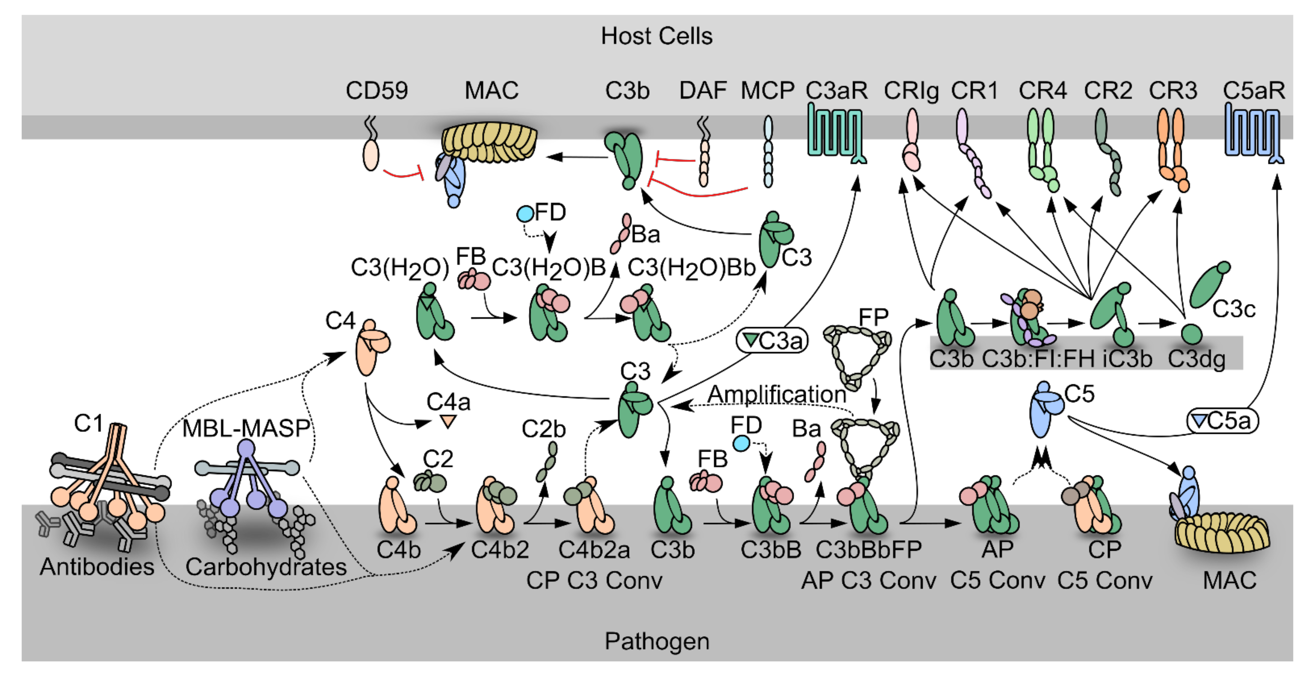 Biomolecules 11 00298 g001