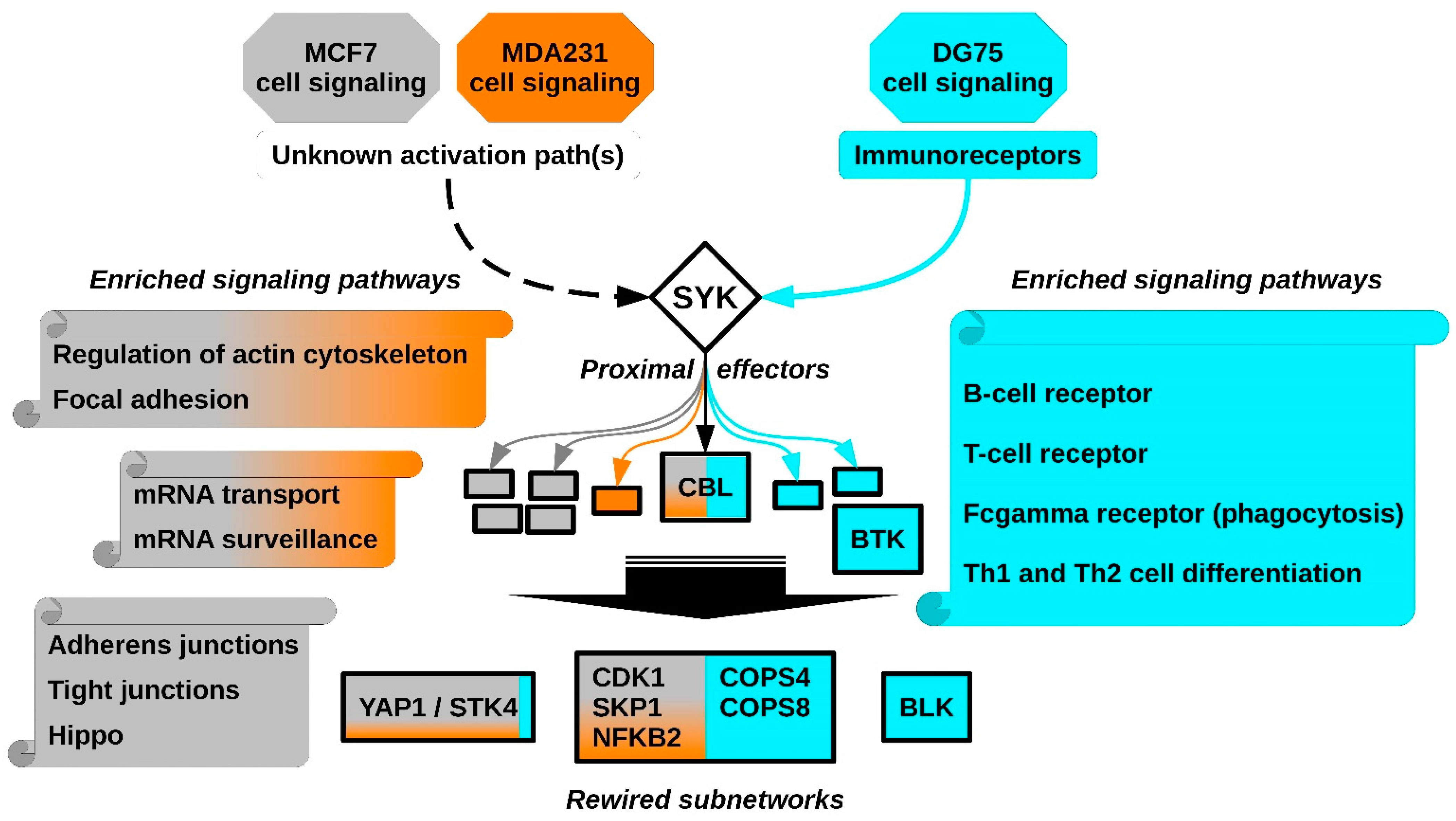 Biomolecules 11 00308 g006 Biomolecules 11 00308 g006