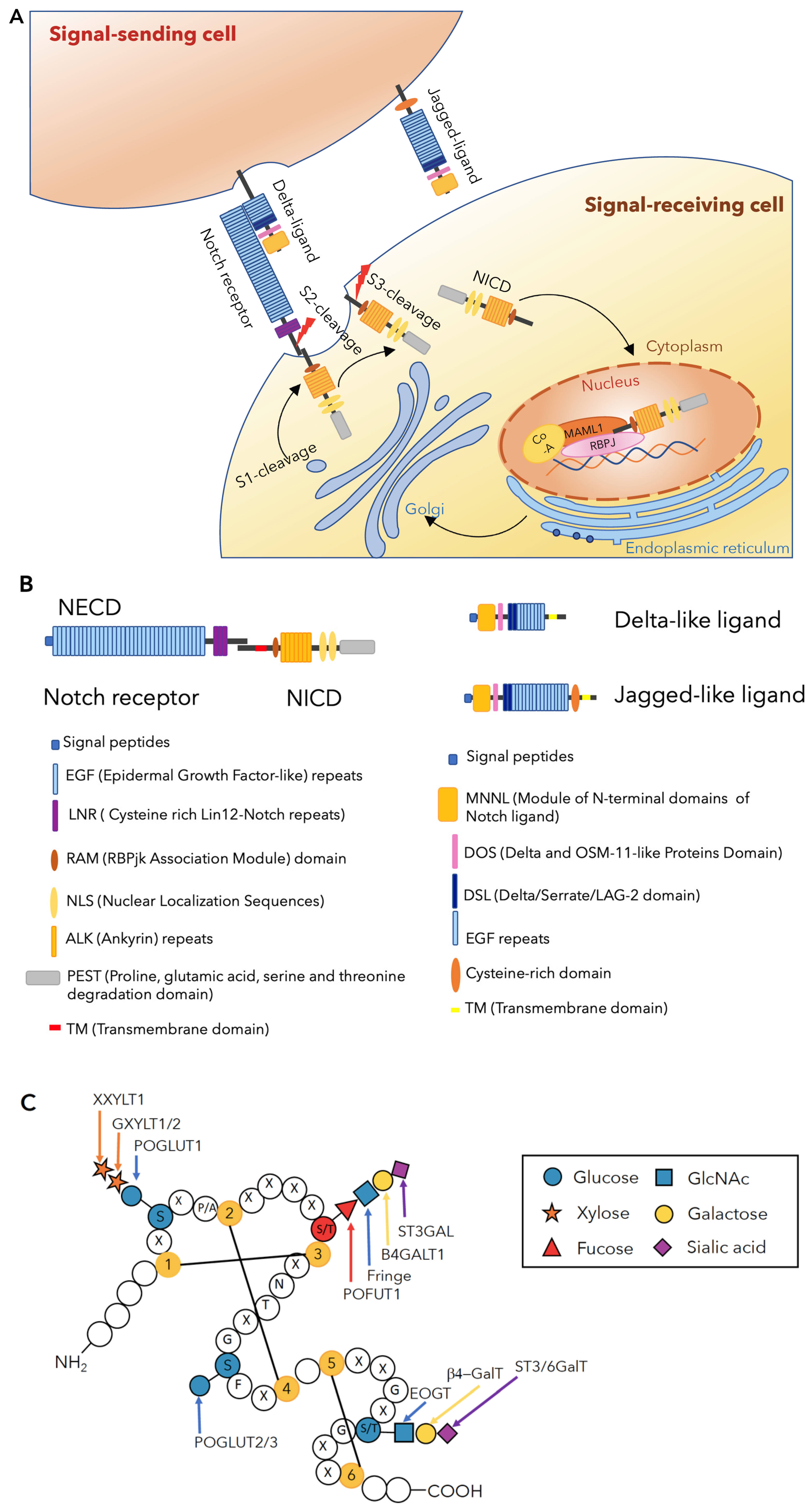 Biomolecules 11 00309 g001 Biomolecules 11 00309 g001