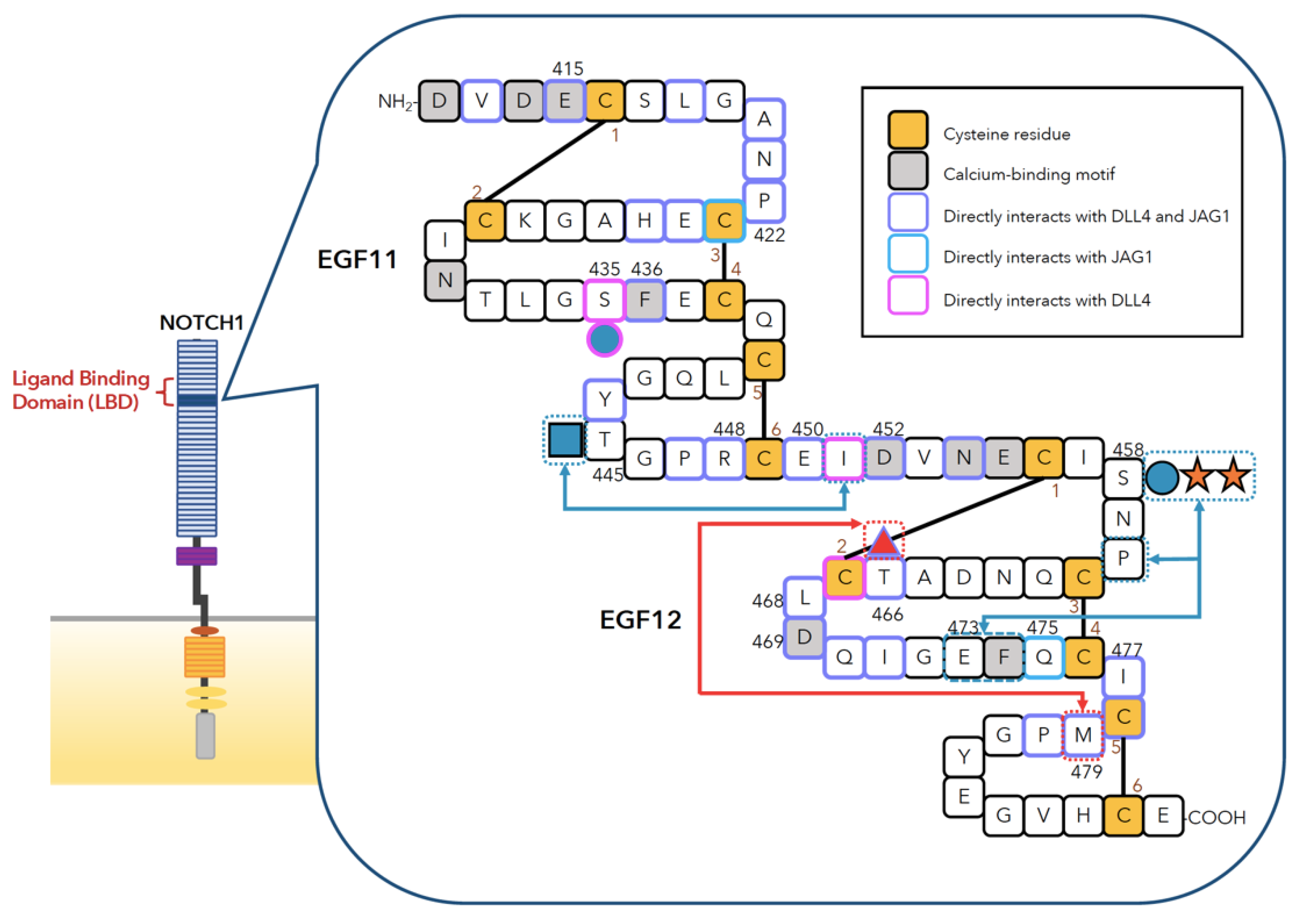 Biomolecules 11 00309 g003 Biomolecules 11 00309 g003