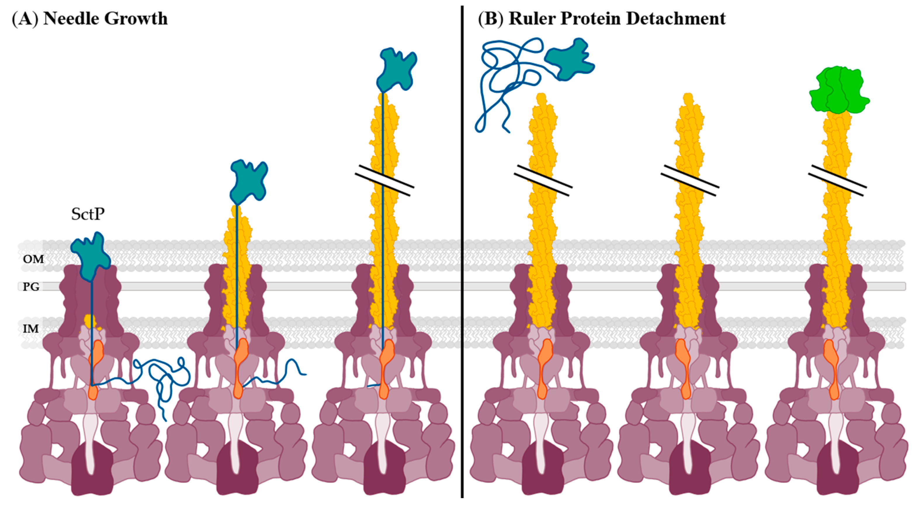 Biomolecules 11 00316 g003 Biomolecules 11 00316 g003