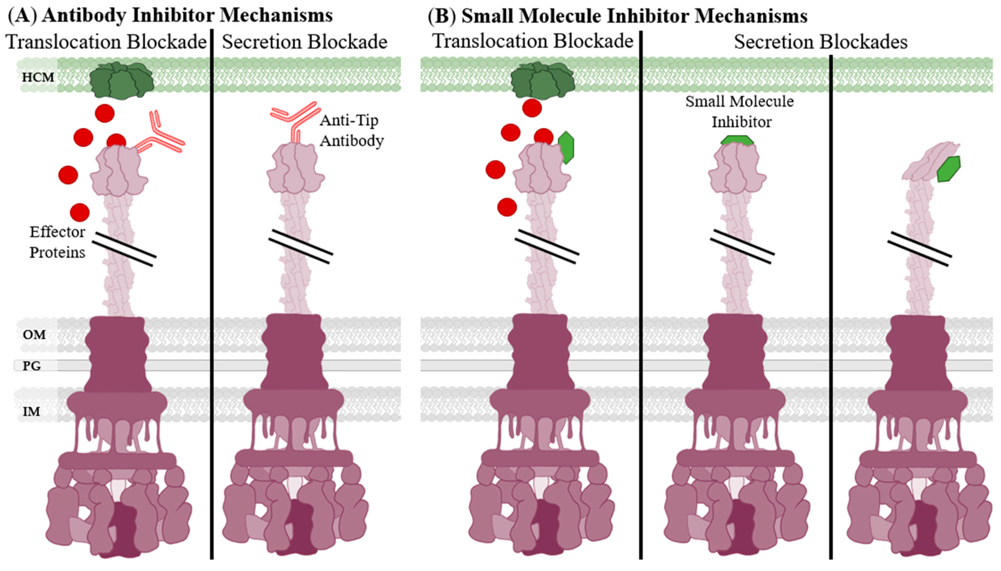 Biomolecules 11 00316 g005 Biomolecules 11 00316 g005
