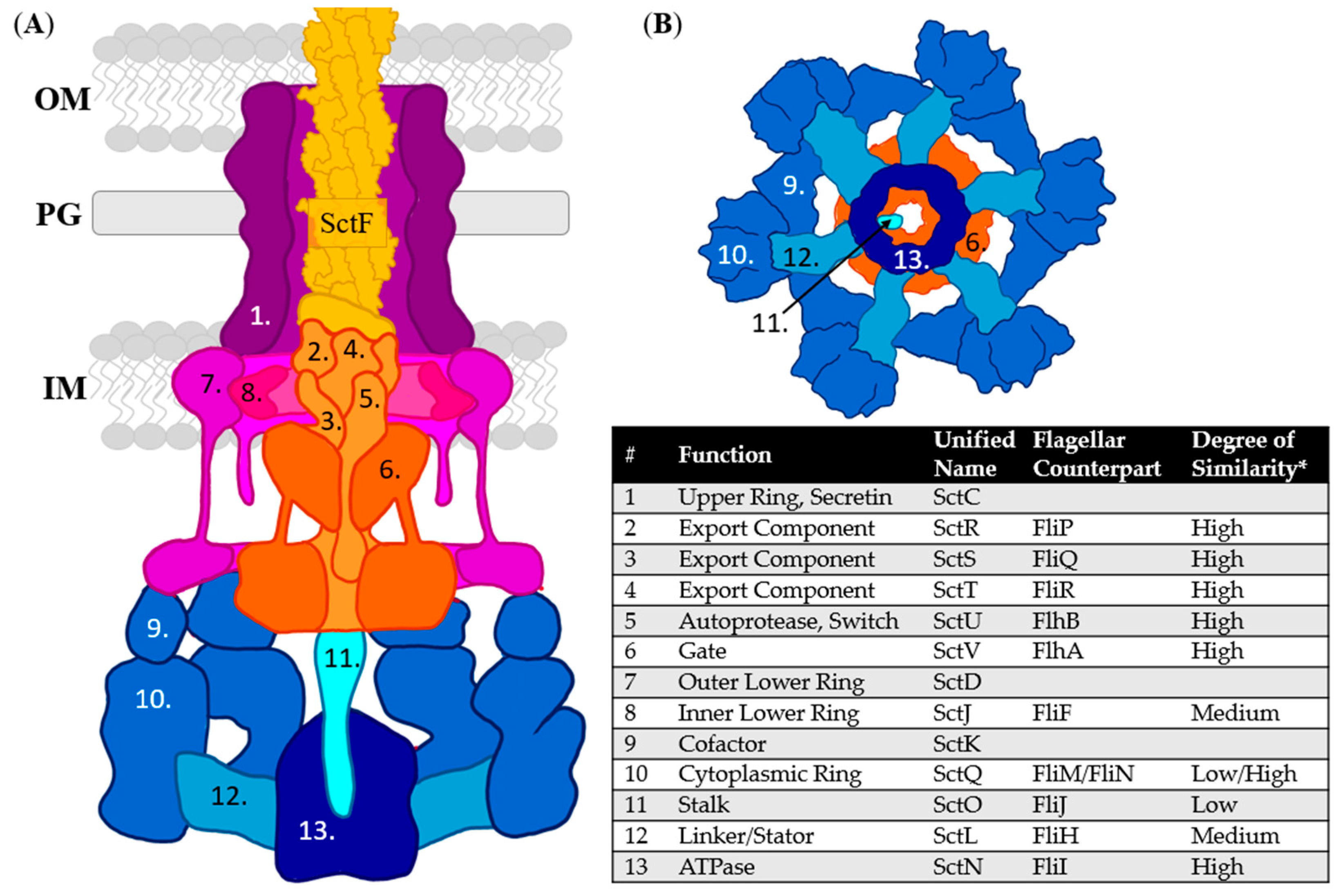 Biomolecules 11 00316 g009 Biomolecules 11 00316 g009