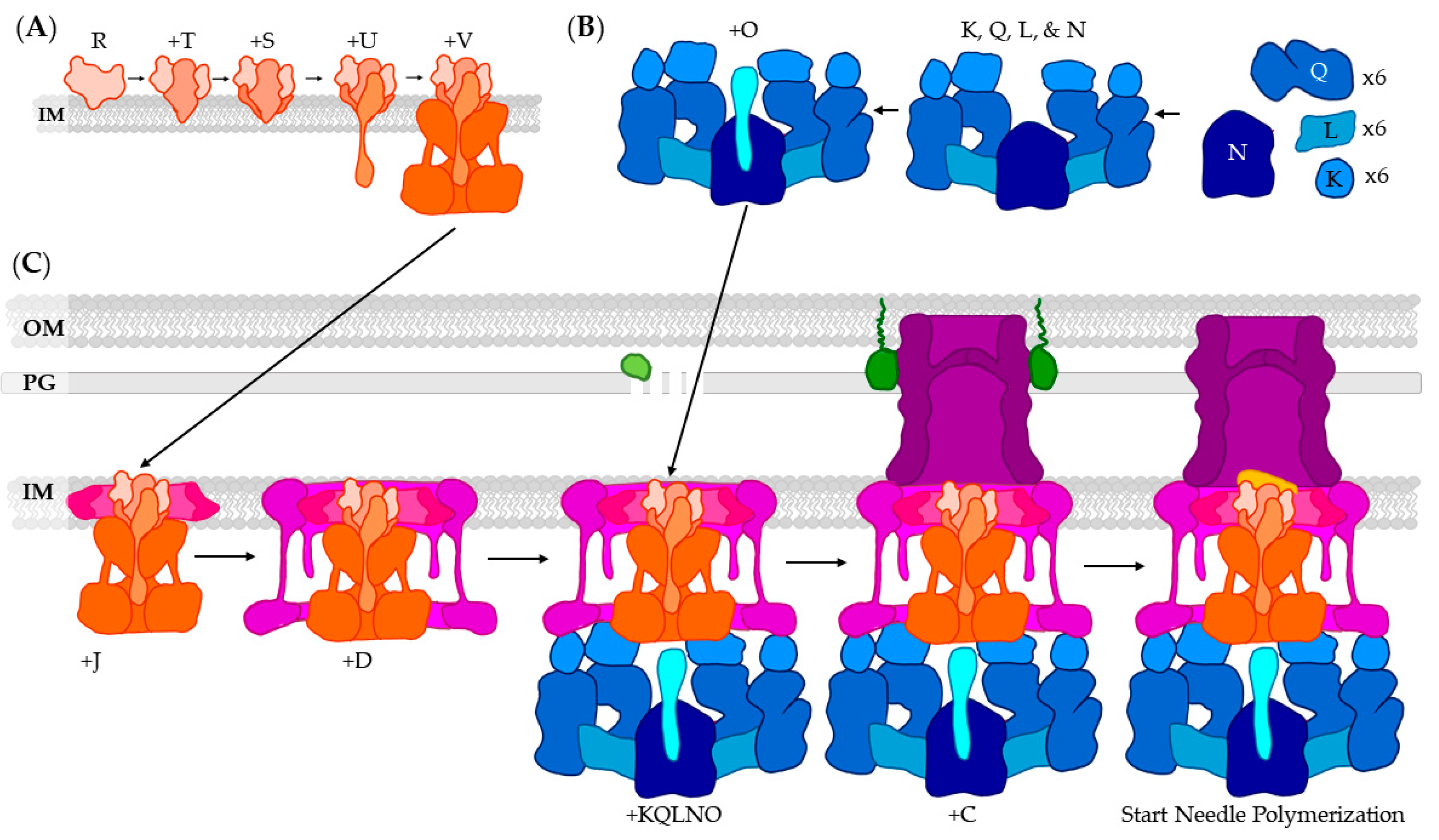Biomolecules 11 00316 g010 Biomolecules 11 00316 g010