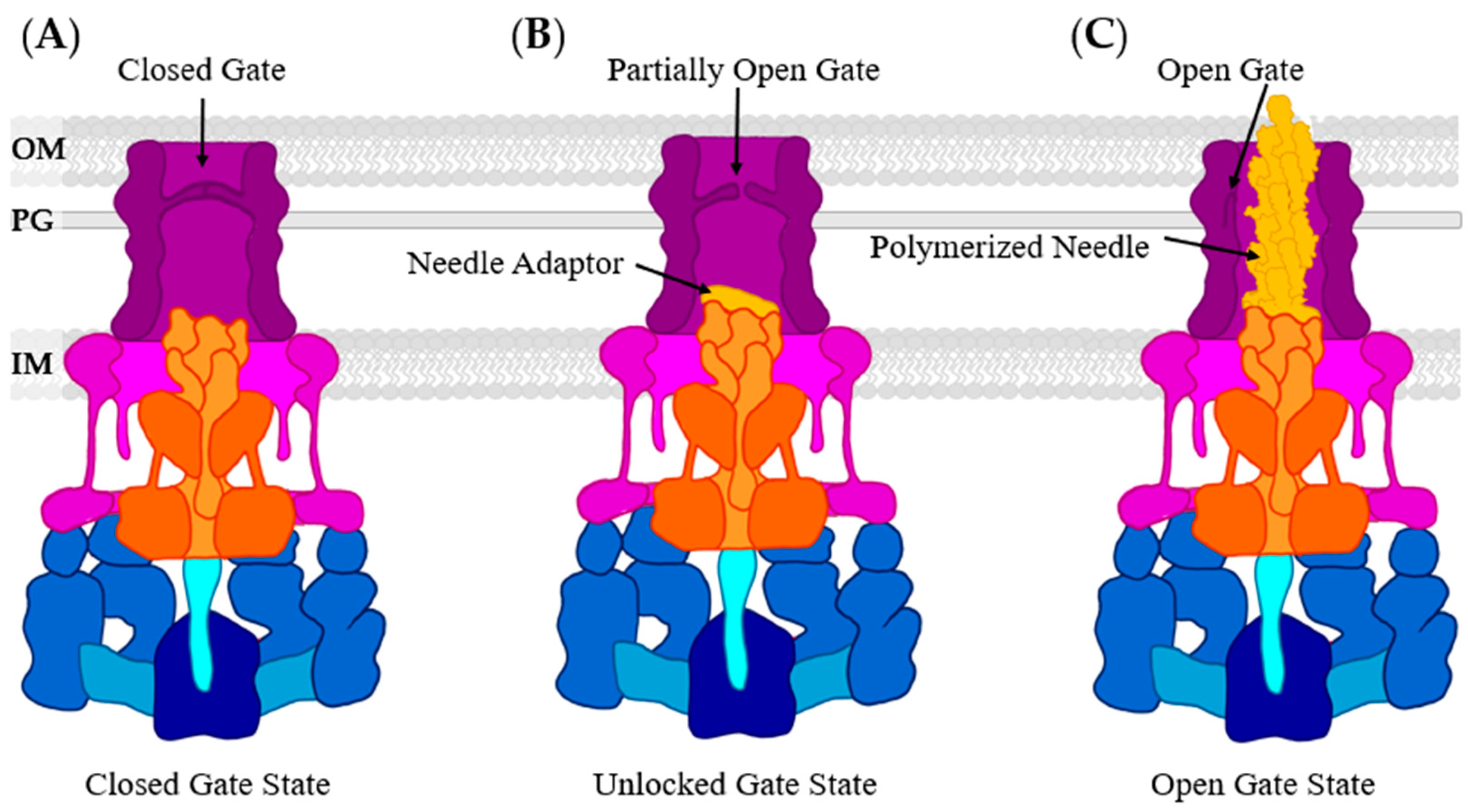 Biomolecules 11 00316 g012 Biomolecules 11 00316 g012