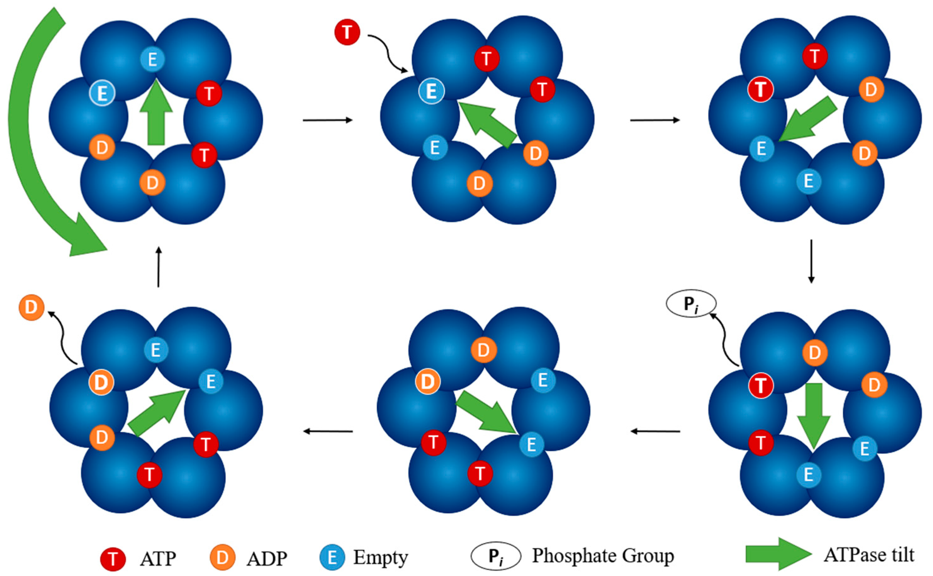 Biomolecules 11 00316 g014 Biomolecules 11 00316 g014