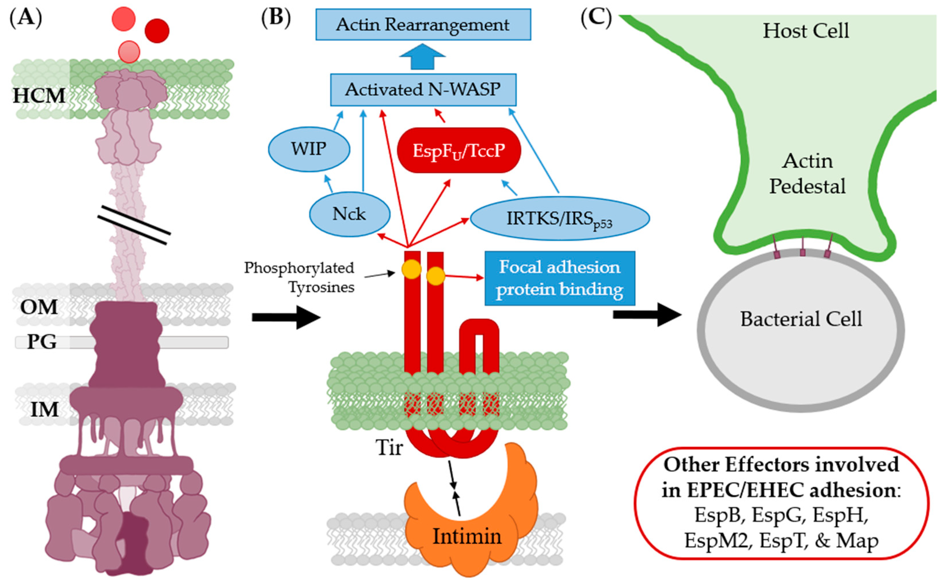Biomolecules 11 00316 g018 Biomolecules 11 00316 g018