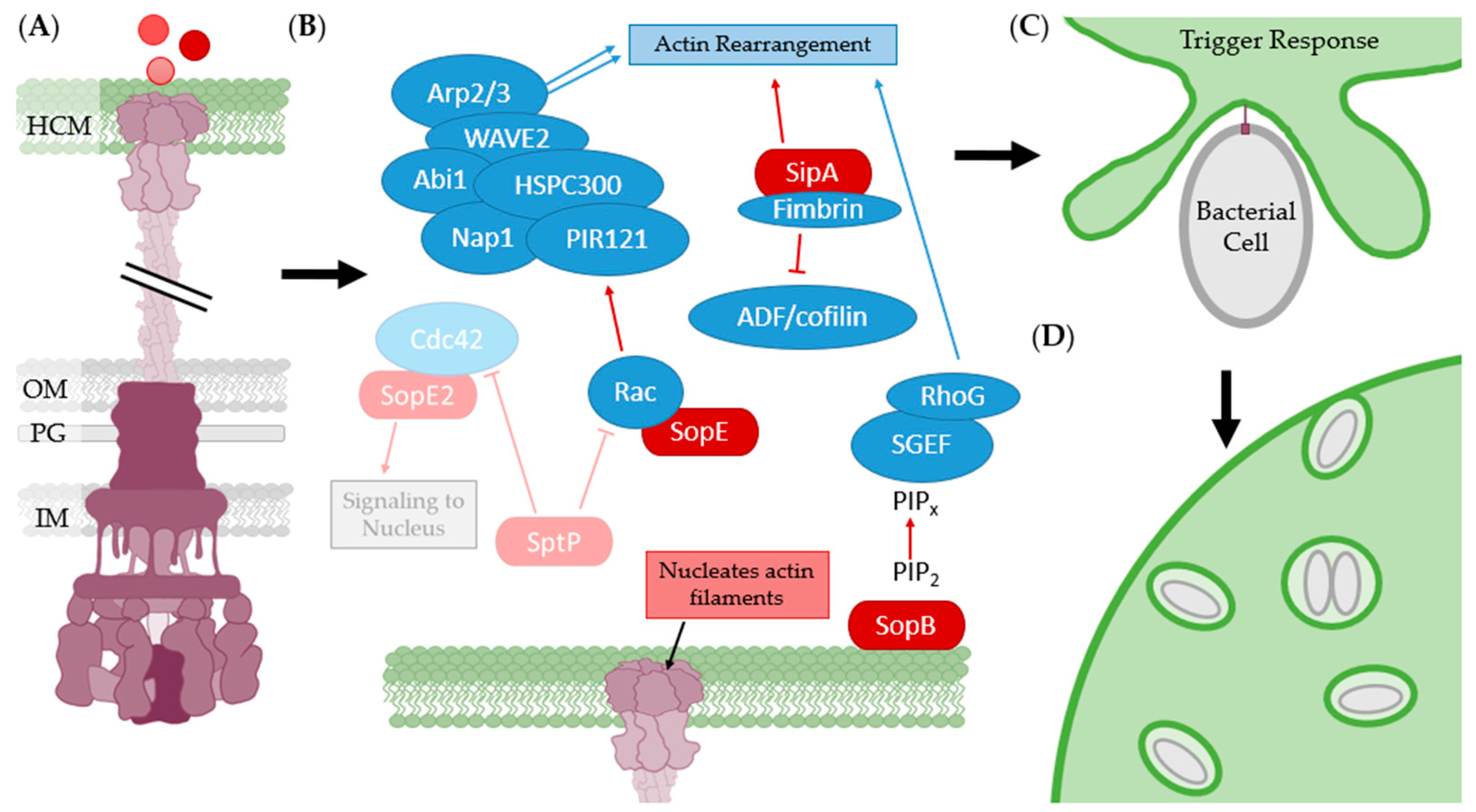 Biomolecules 11 00316 g020 Biomolecules 11 00316 g020
