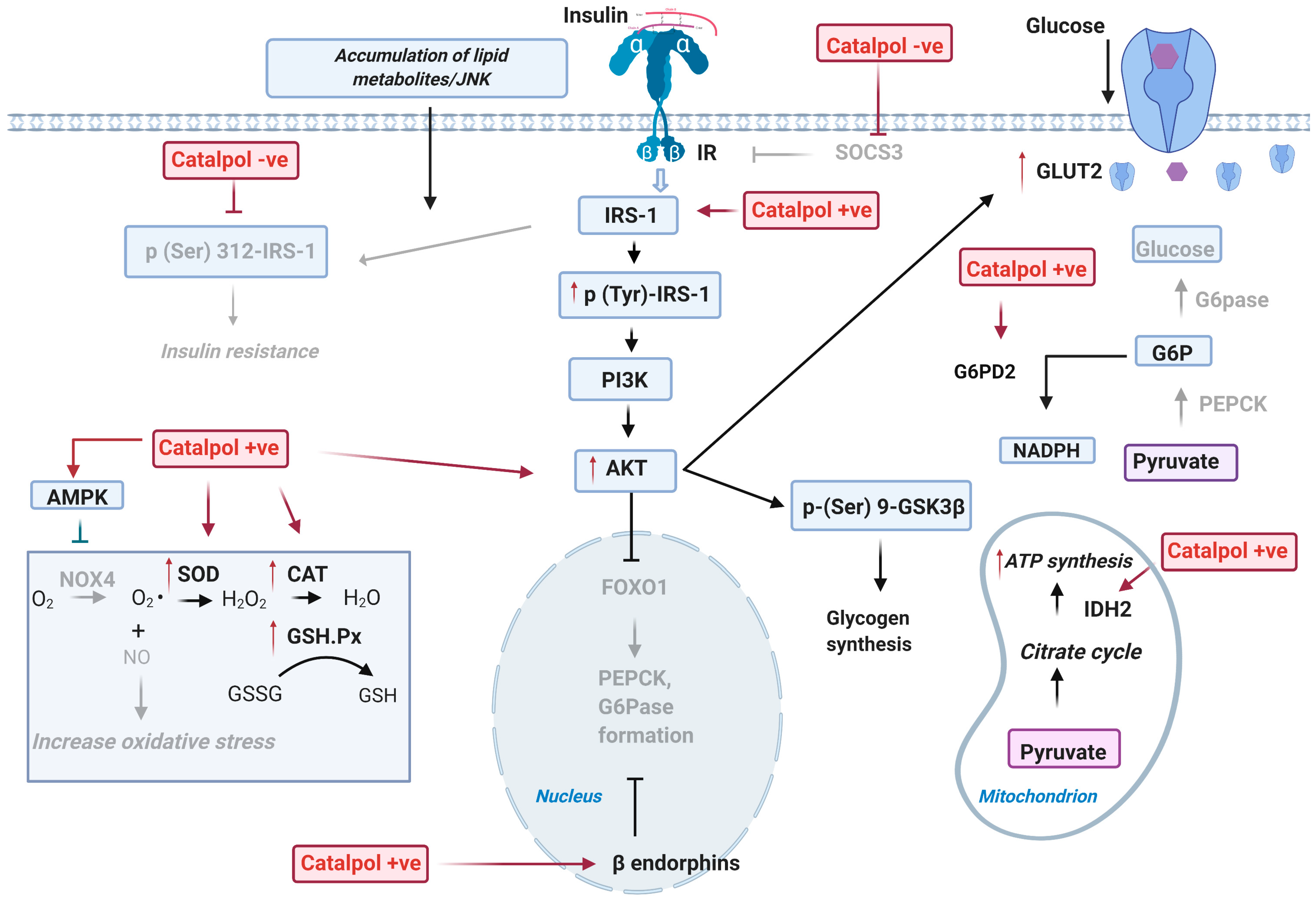 Biomolecules 11 00323 g001 Biomolecules 11 00323 g001
