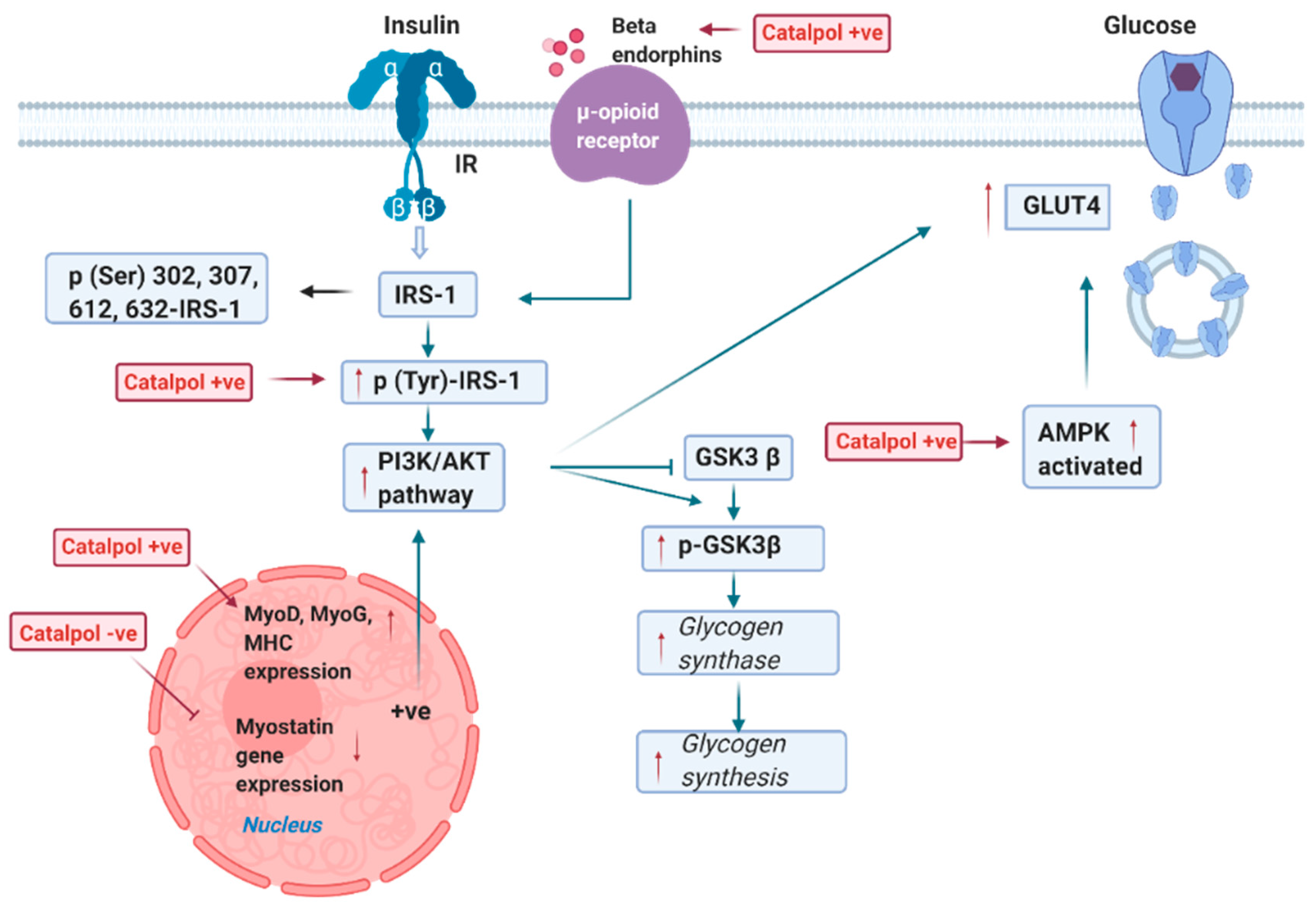 Biomolecules 11 00323 g002 Biomolecules 11 00323 g002