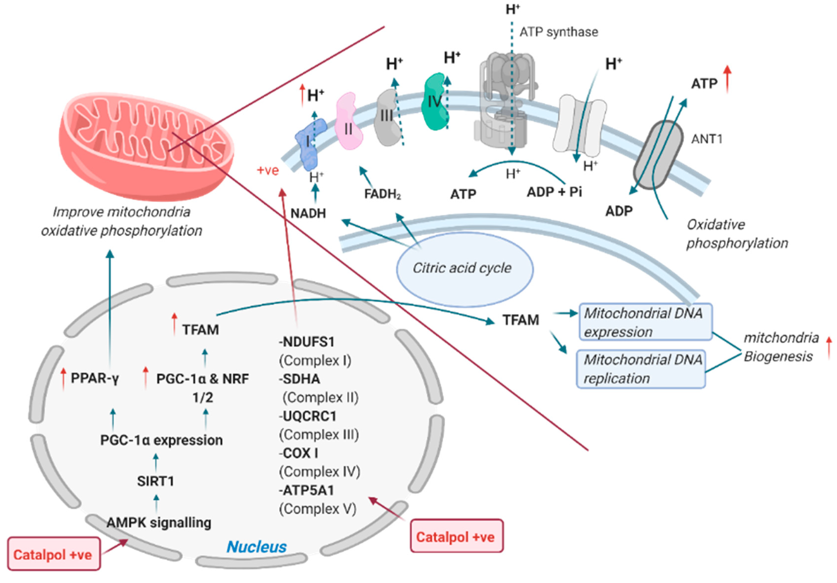 Biomolecules 11 00323 g003 Biomolecules 11 00323 g003