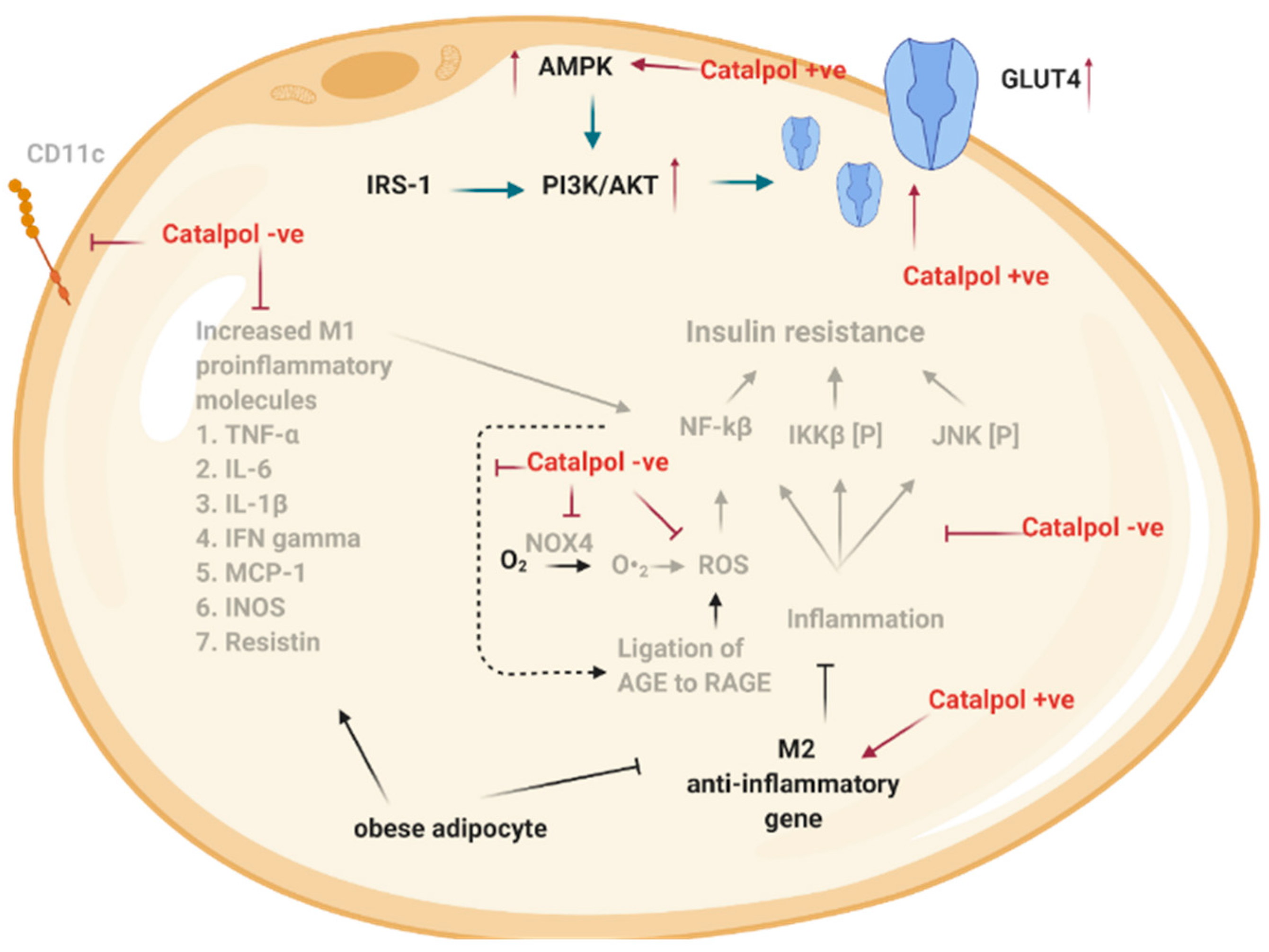 Biomolecules 11 00323 g004 Biomolecules 11 00323 g004