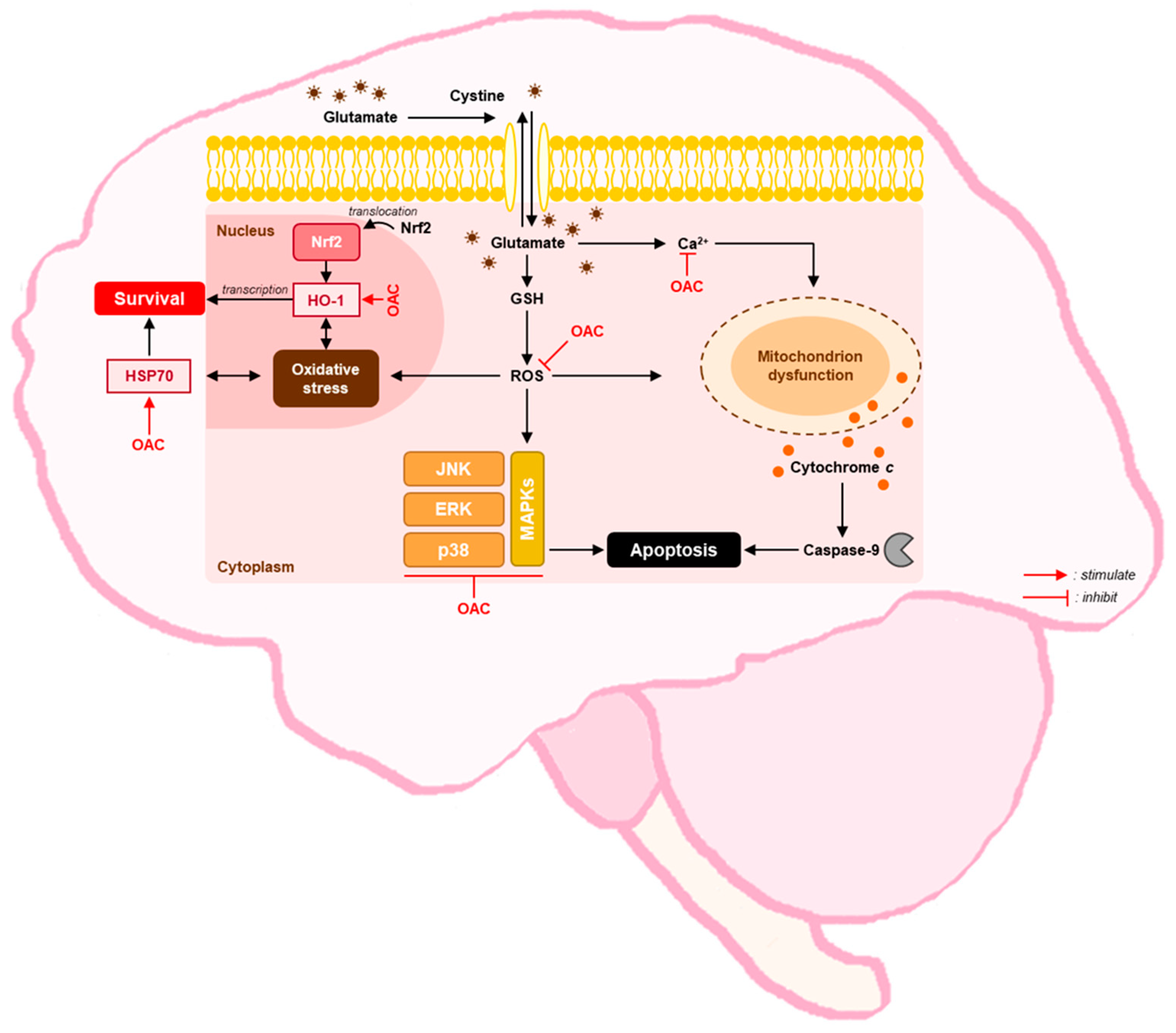 Biomolecules 11 00328 g005 Biomolecules 11 00328 g005