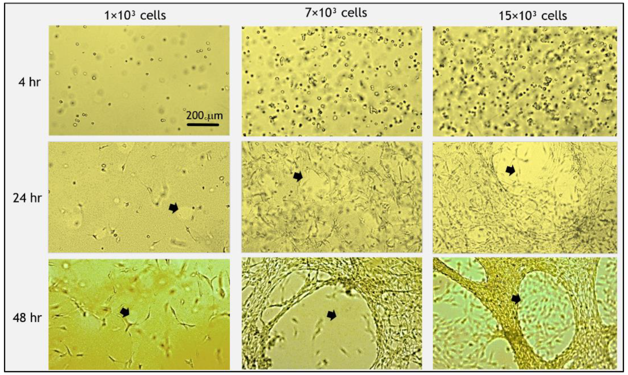 Biomolecules 11 00337 g003