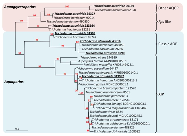 Biomolecules 11 00338 g001