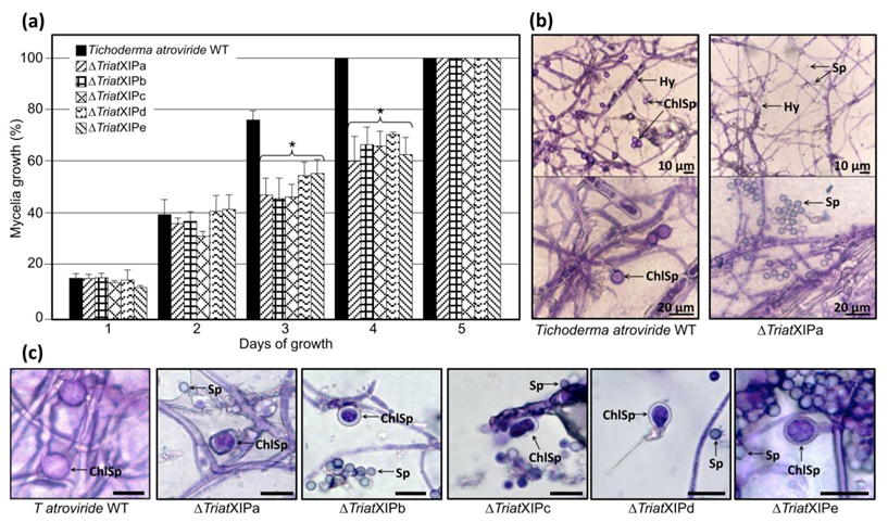 Biomolecules 11 00338 g003