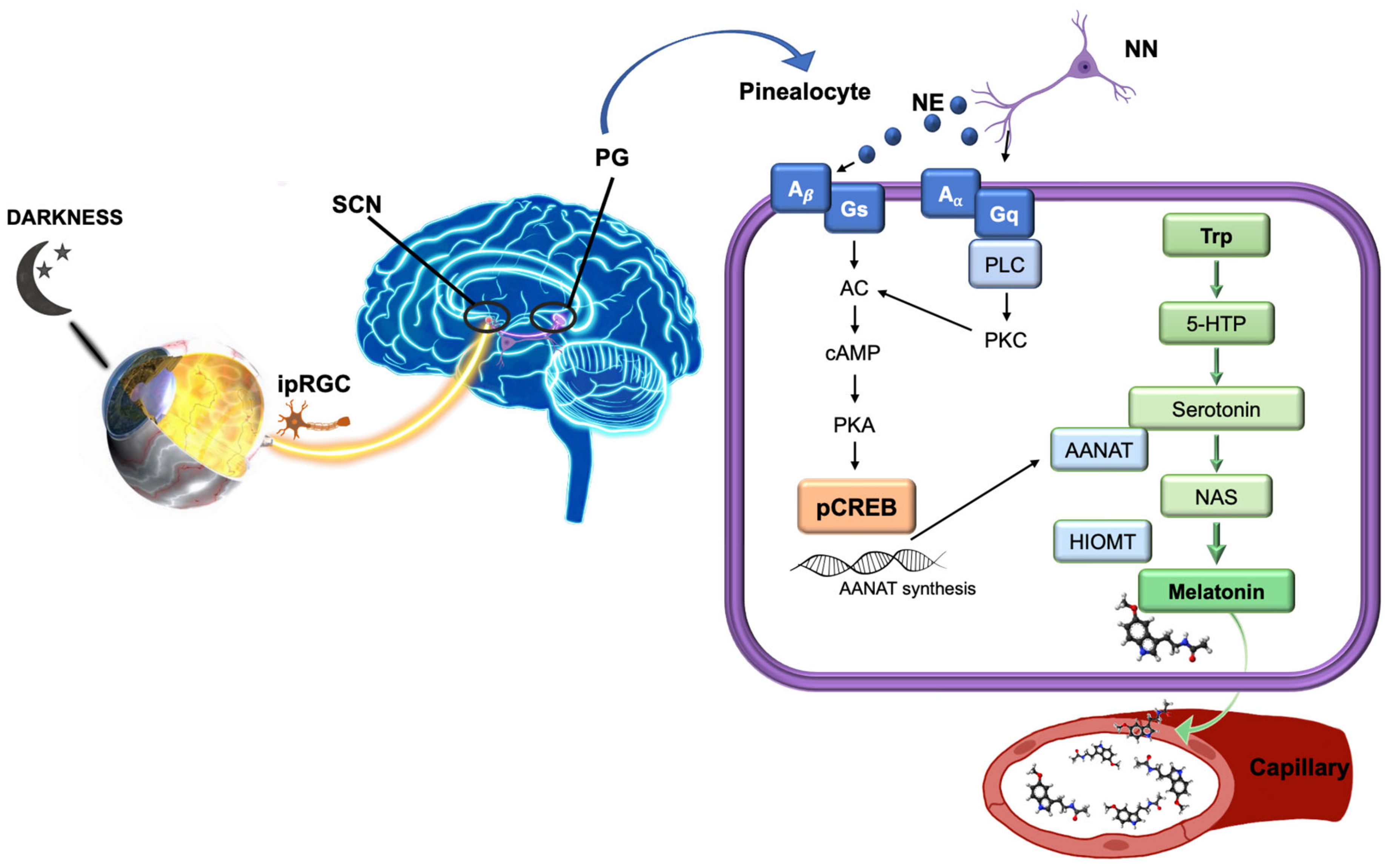 Biomolecules Free Full Text Influence Of Circadian Rhythm In The Eye Significance Of Melatonin In Glaucoma Html Biomolecules Free Full Text Influence Of Circadian Rhythm In The Eye Significance Of Melatonin In Glaucoma Html