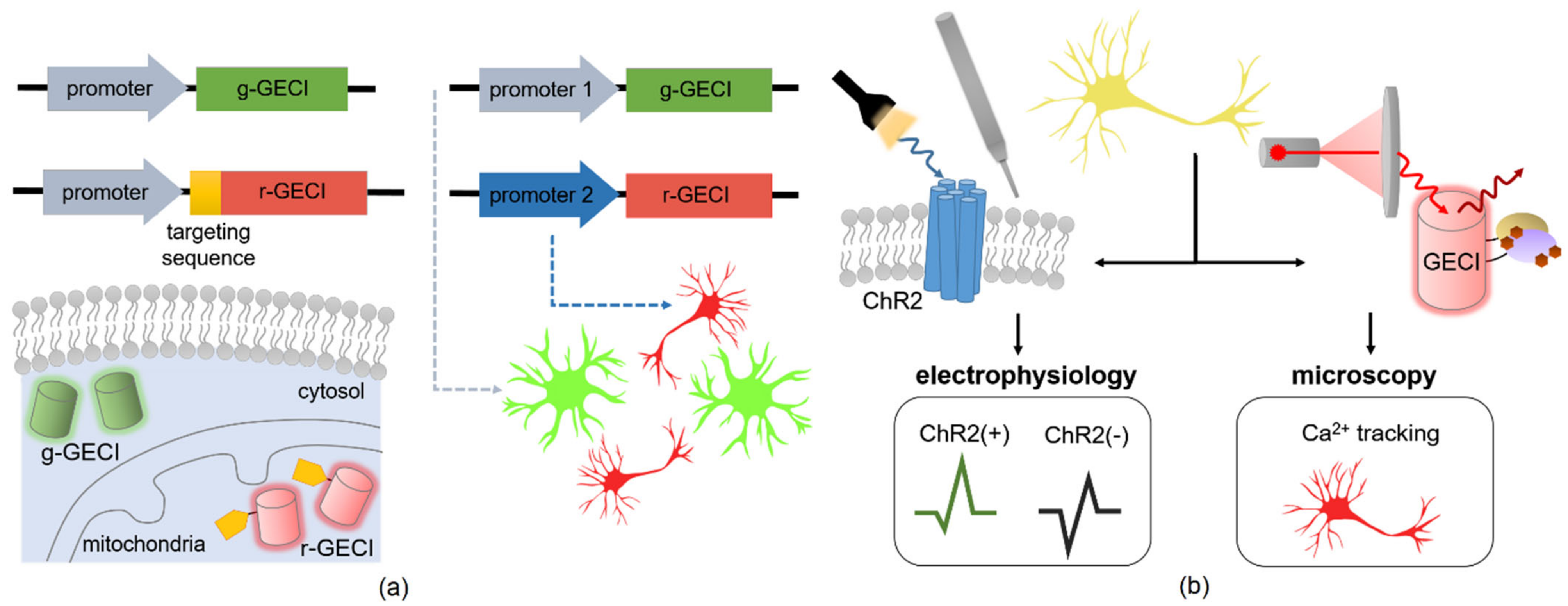 Fast and sensitive GCaMP calcium indicators for imaging neural