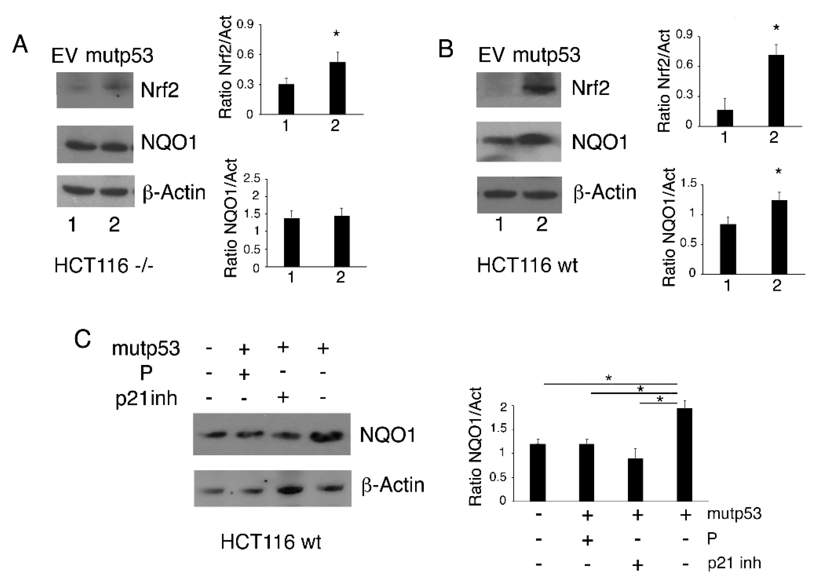 Biomolecules 11 00344 g006 Biomolecules 11 00344 g006