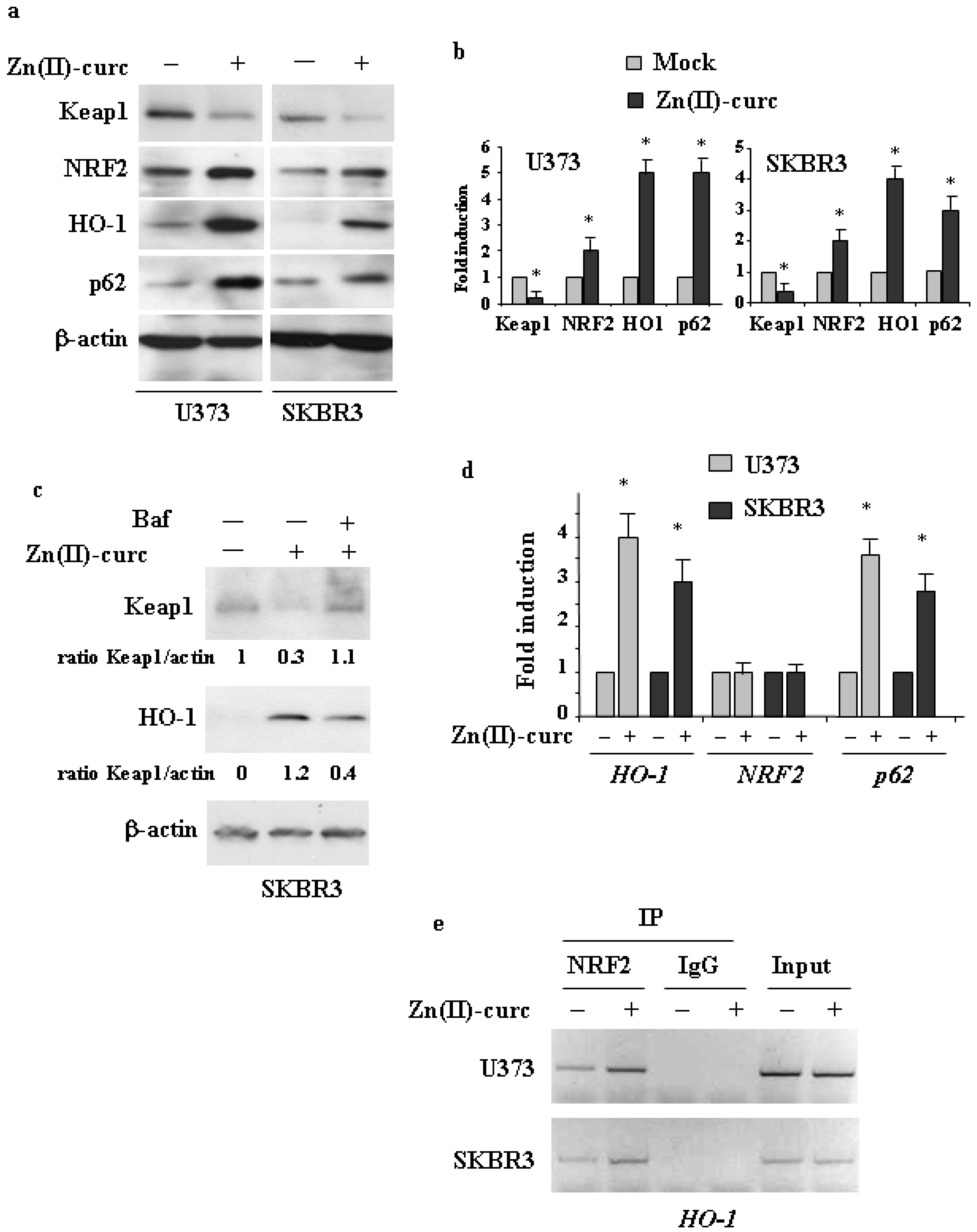 高感度ショップで2023年売れたブランド p62/SQSTM1/Keap1/NRF2 Axis Reduces Cancer Cells Death ルアー・フライ