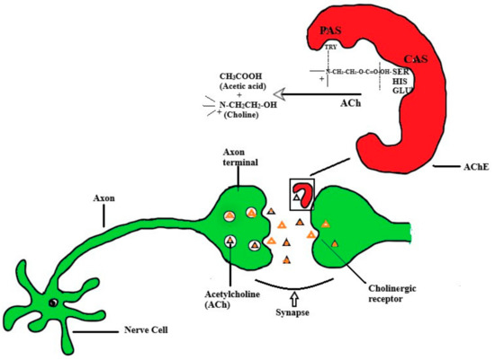 Biomolecules Free Full Text Acetylcholinesterase Inhibitory Potential Of Various Sesquiterpene Analogues For Alzheimer S Disease Therapy Html