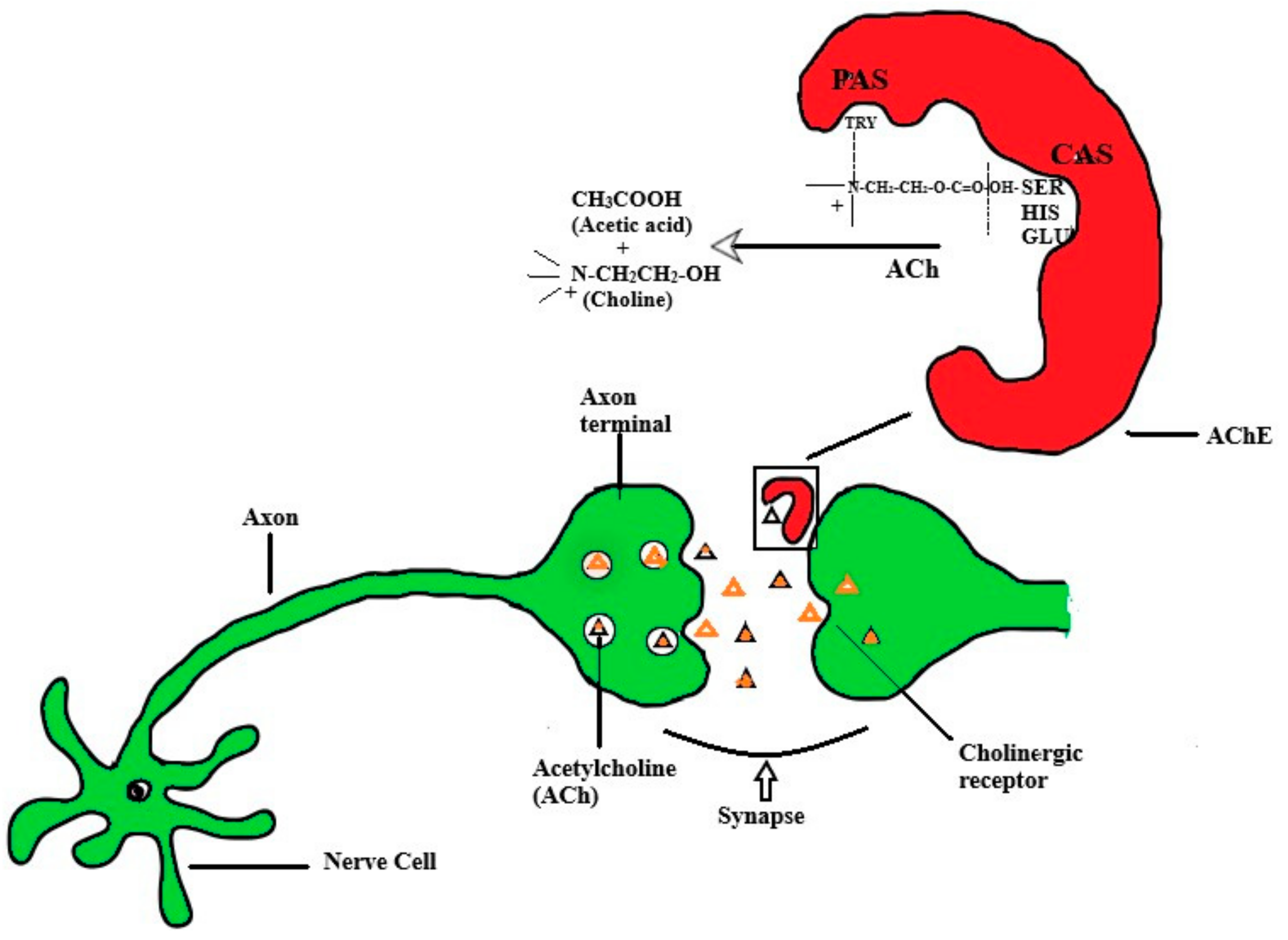 Biomolecules, Free Full-Text