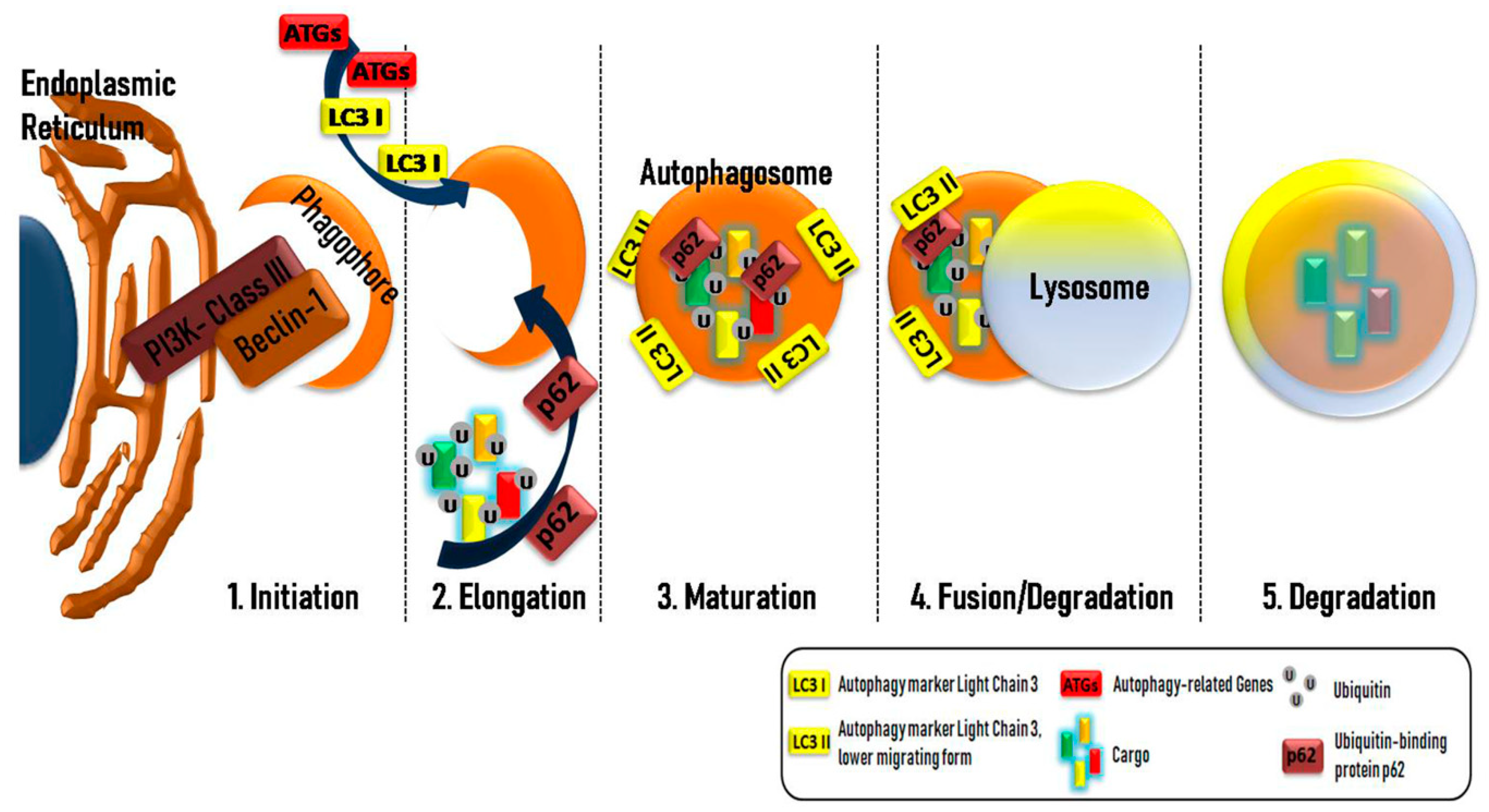 Biomolecules 11 00355 g001 Biomolecules 11 00355 g001