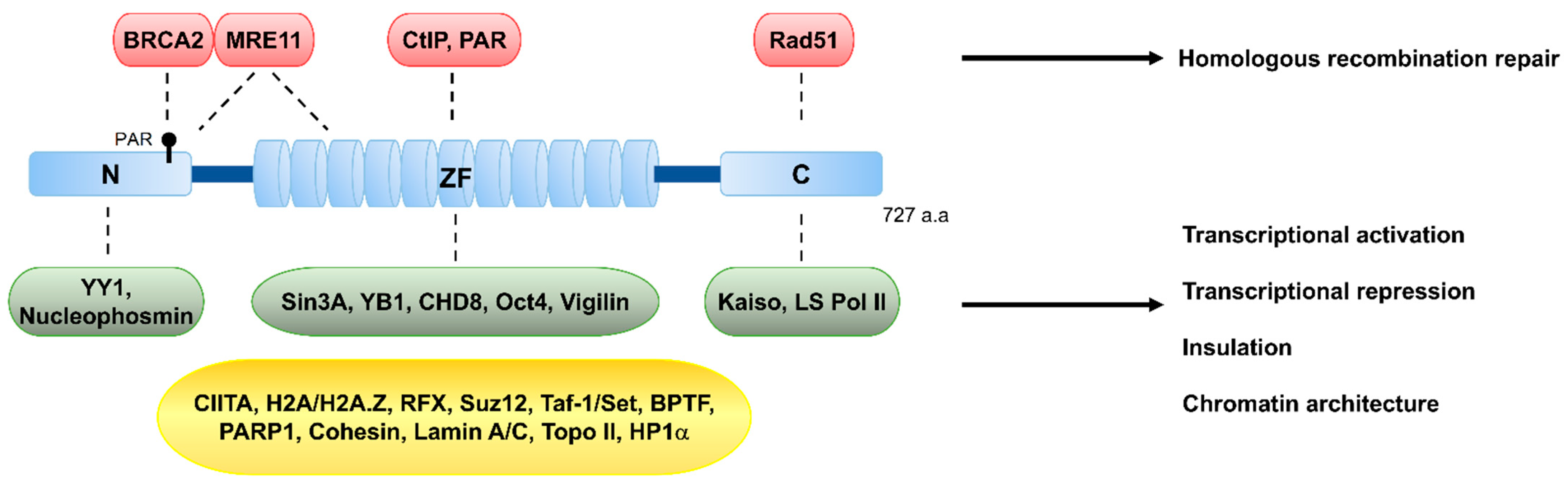 Biomolecules 11 00363 g002