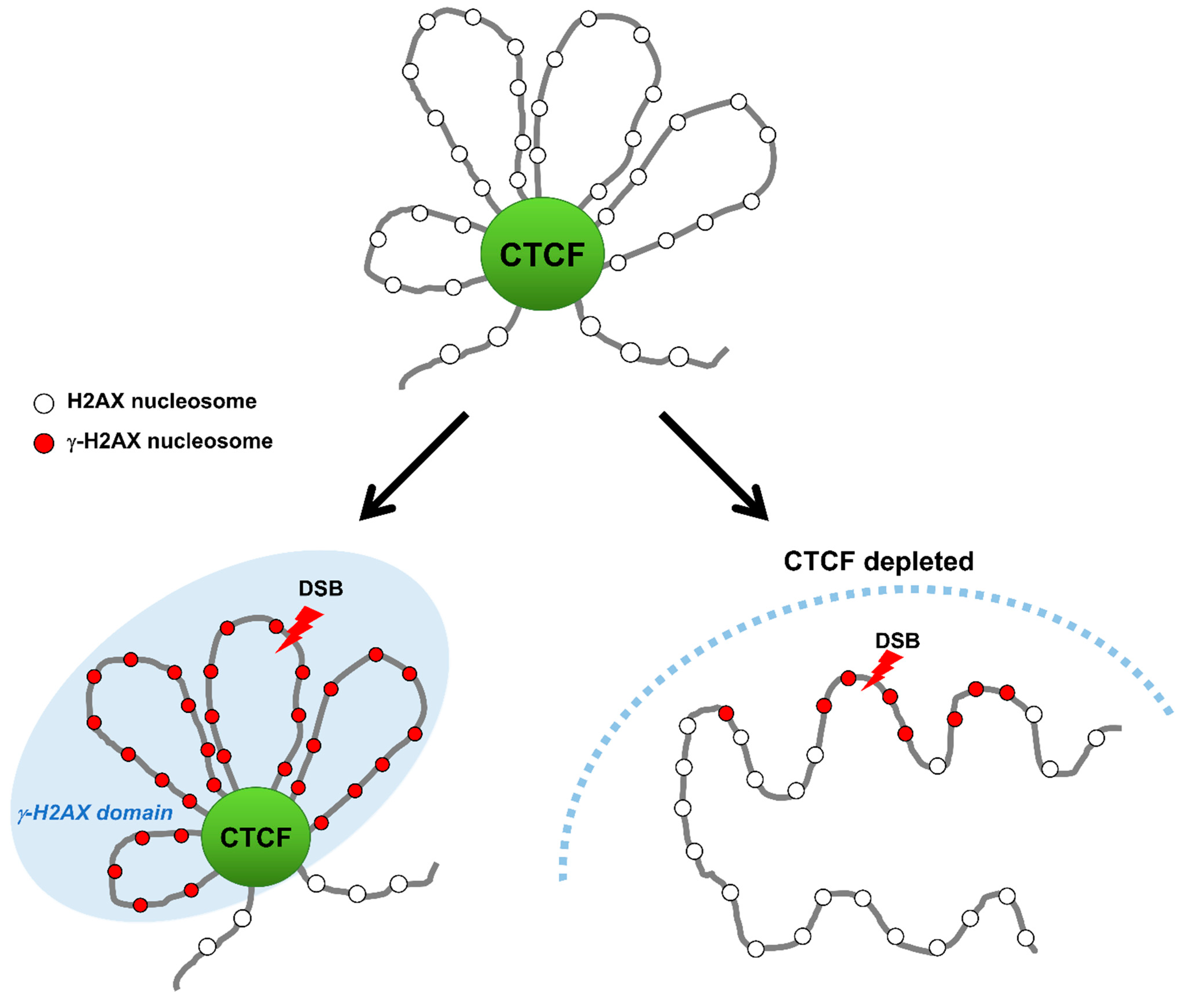 Biomolecules 11 00363 g003