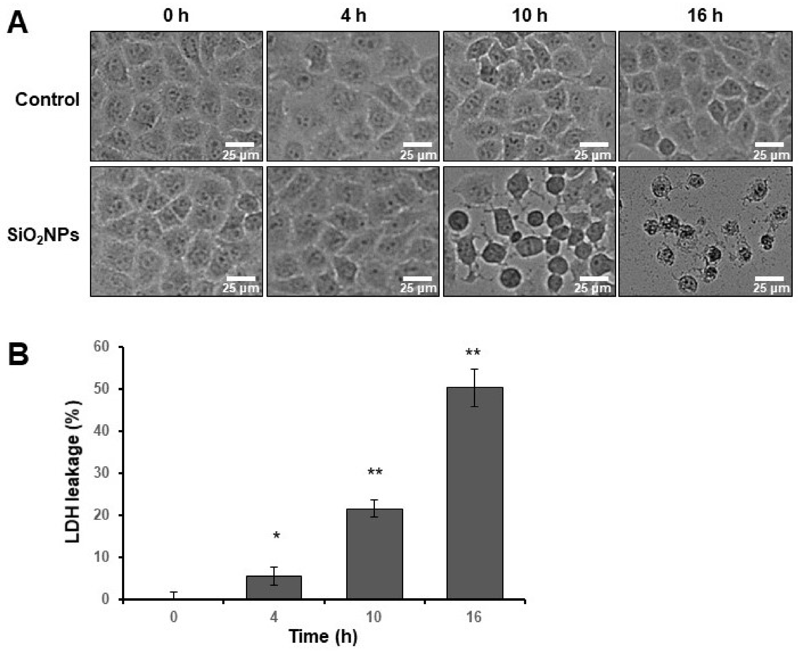 Biomolecules 11 00375 g002